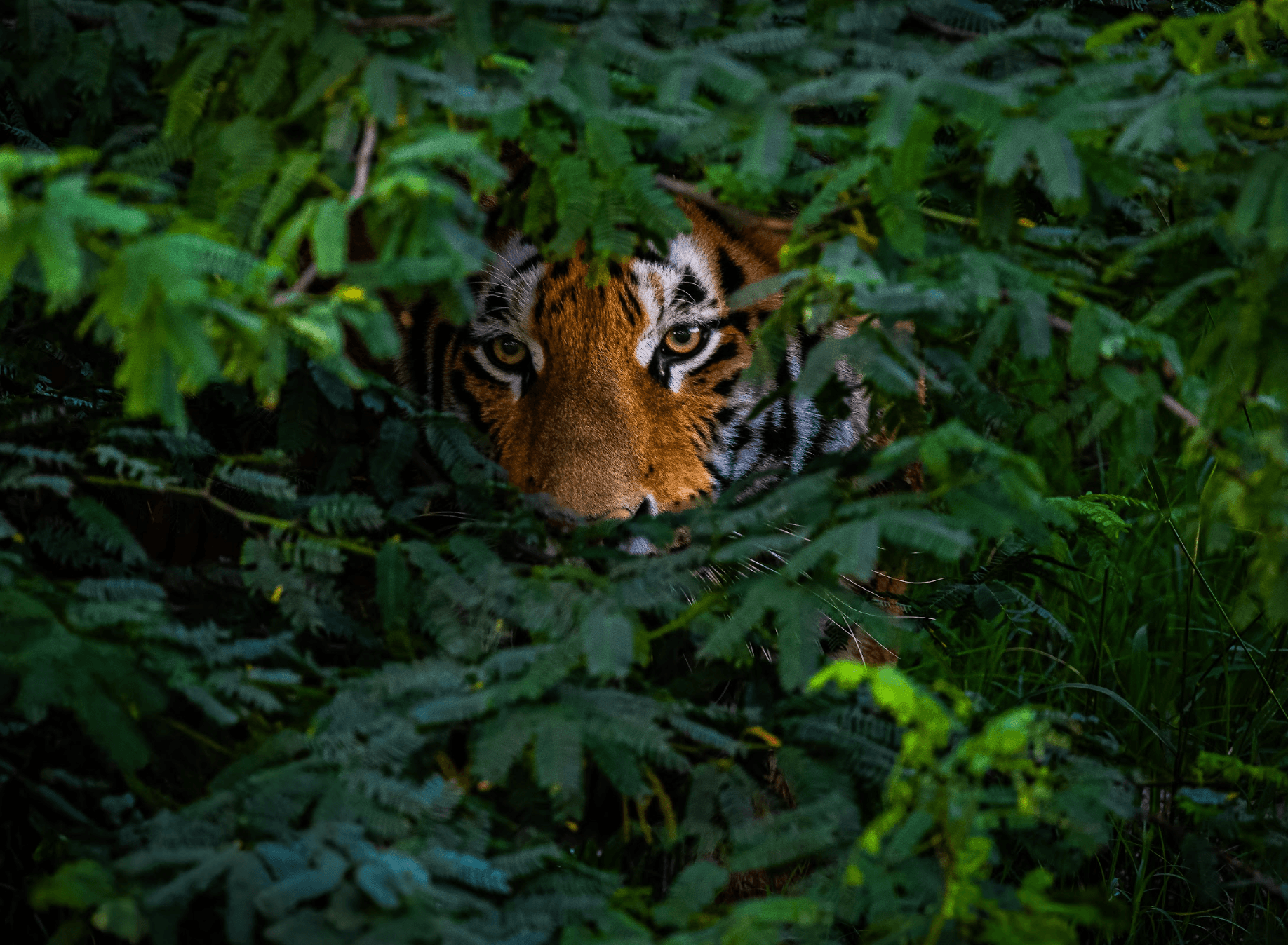 Hidden Tiger