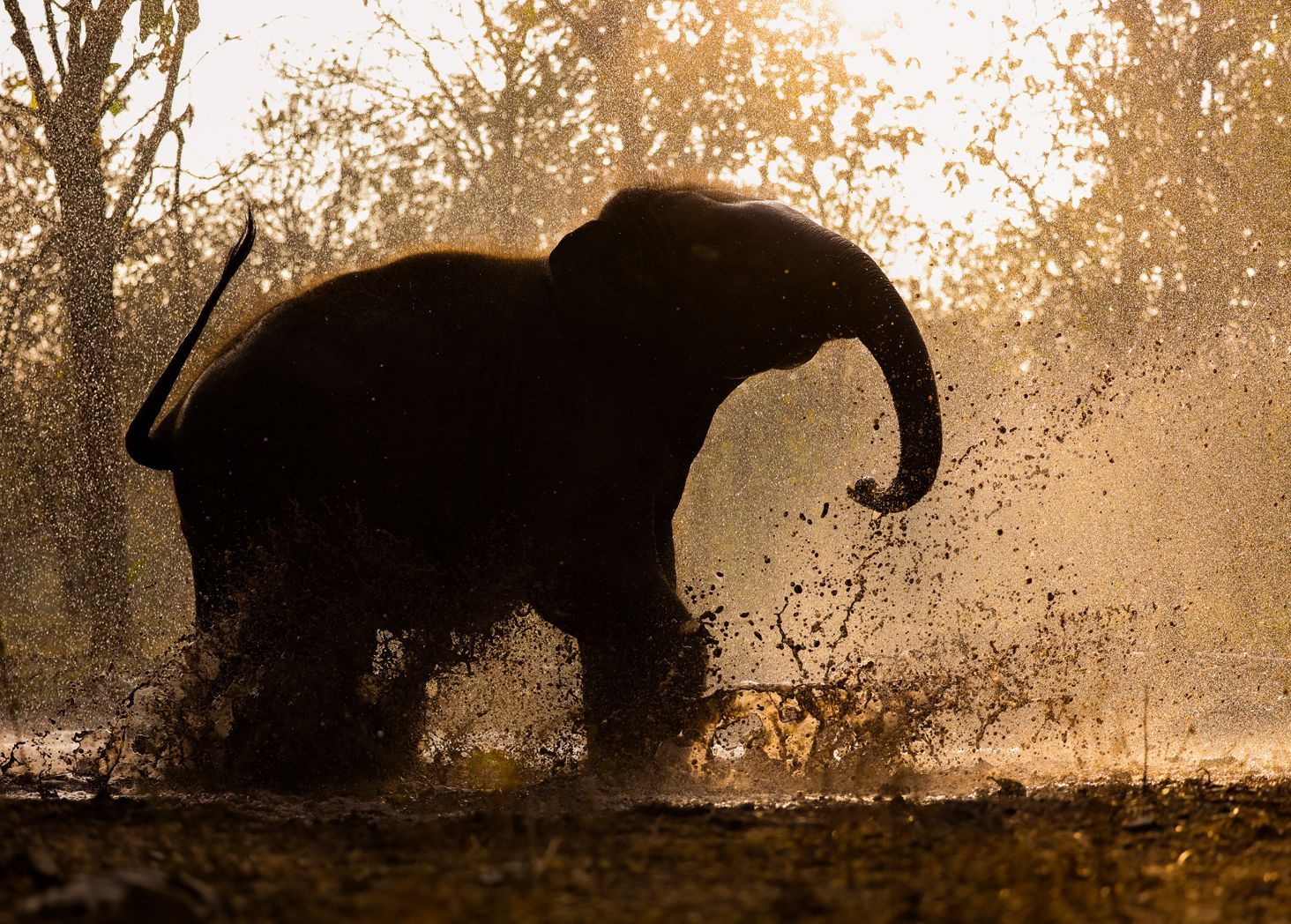 Elephant Bathing