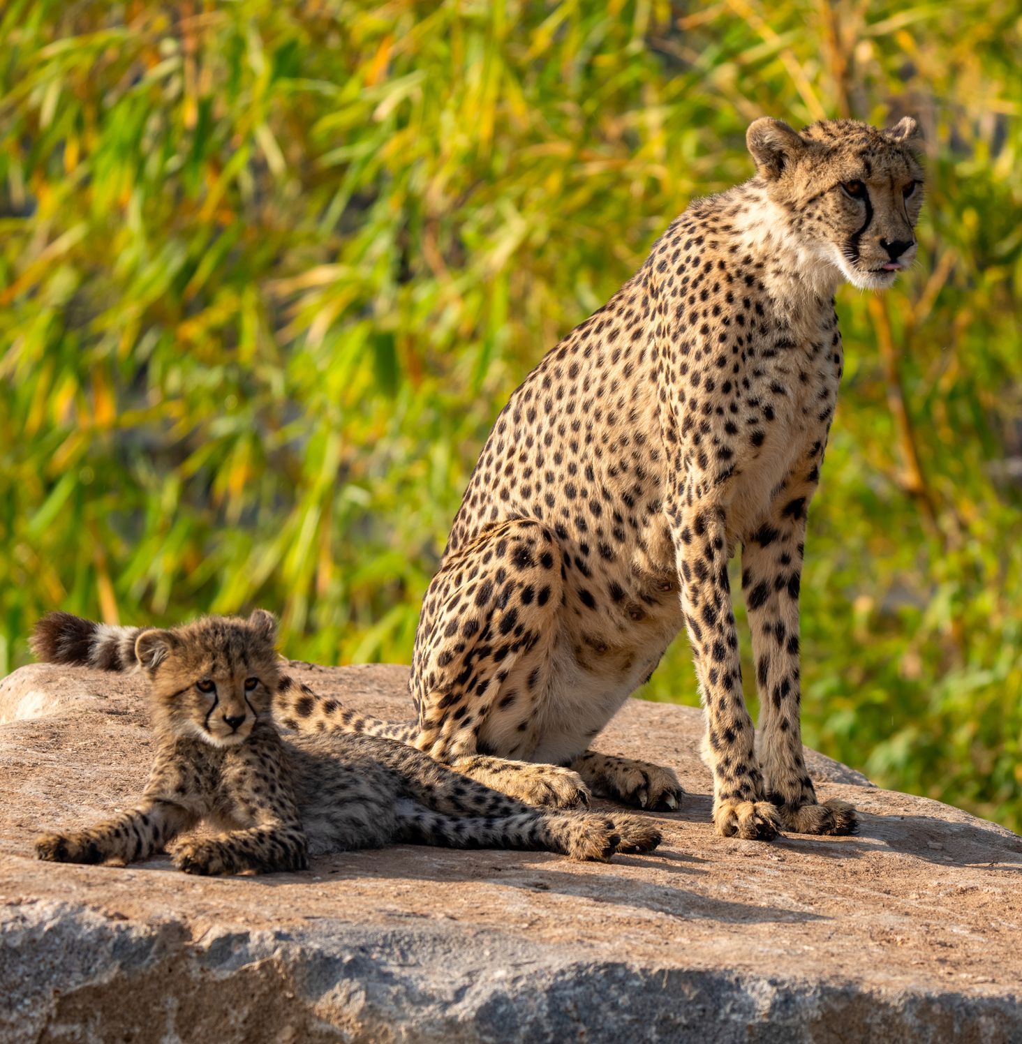 Cheetah and Her Cub