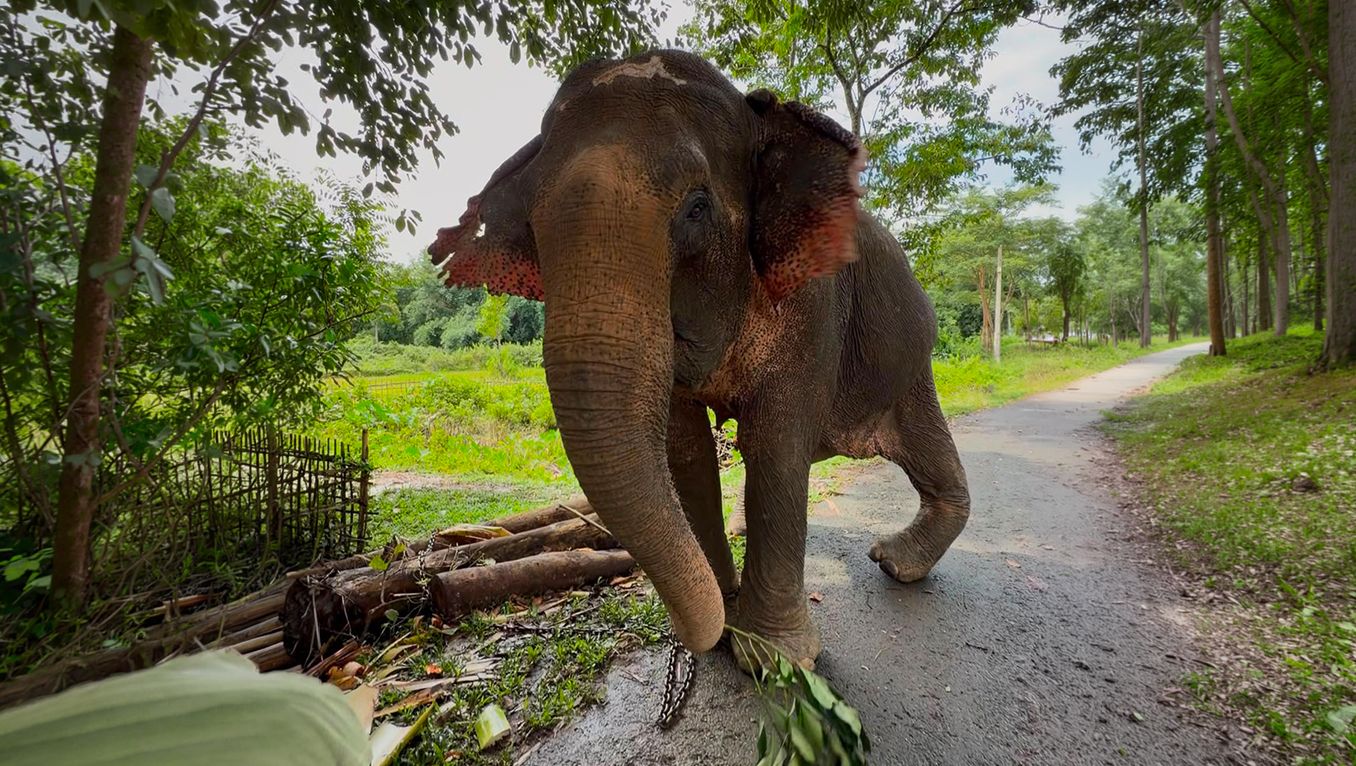 Flood-Rescued Elephant Joymoti Airlifted to Vantara for Specialised Hospital Care