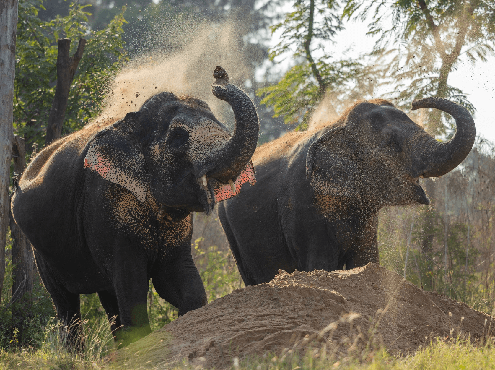 Elephants Playing With Sand
