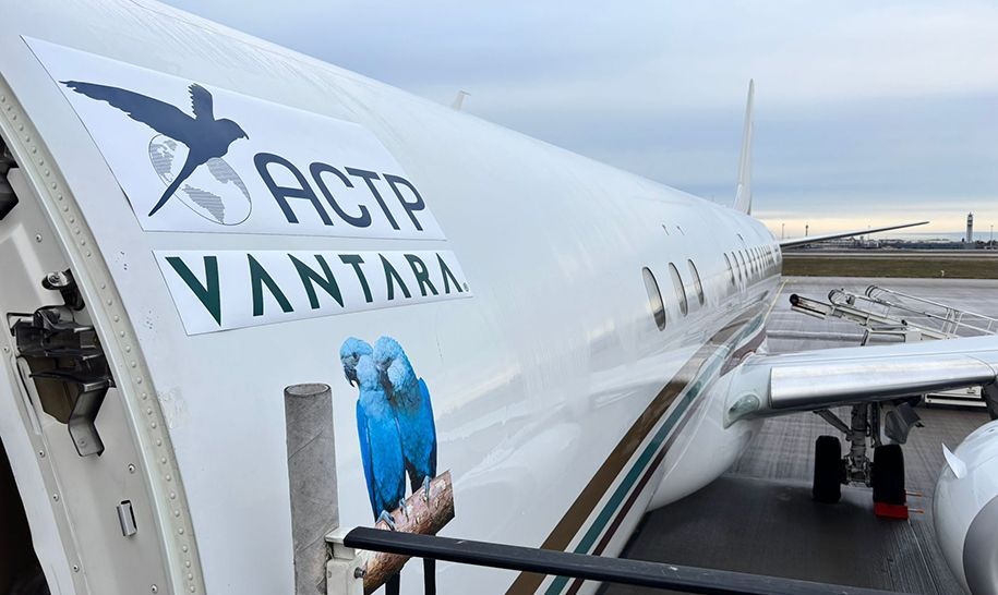 Vantara Partners with ACTP to Reintroduce 41 Extinct-in-the-Wild Spix’s Macaws in Brazil