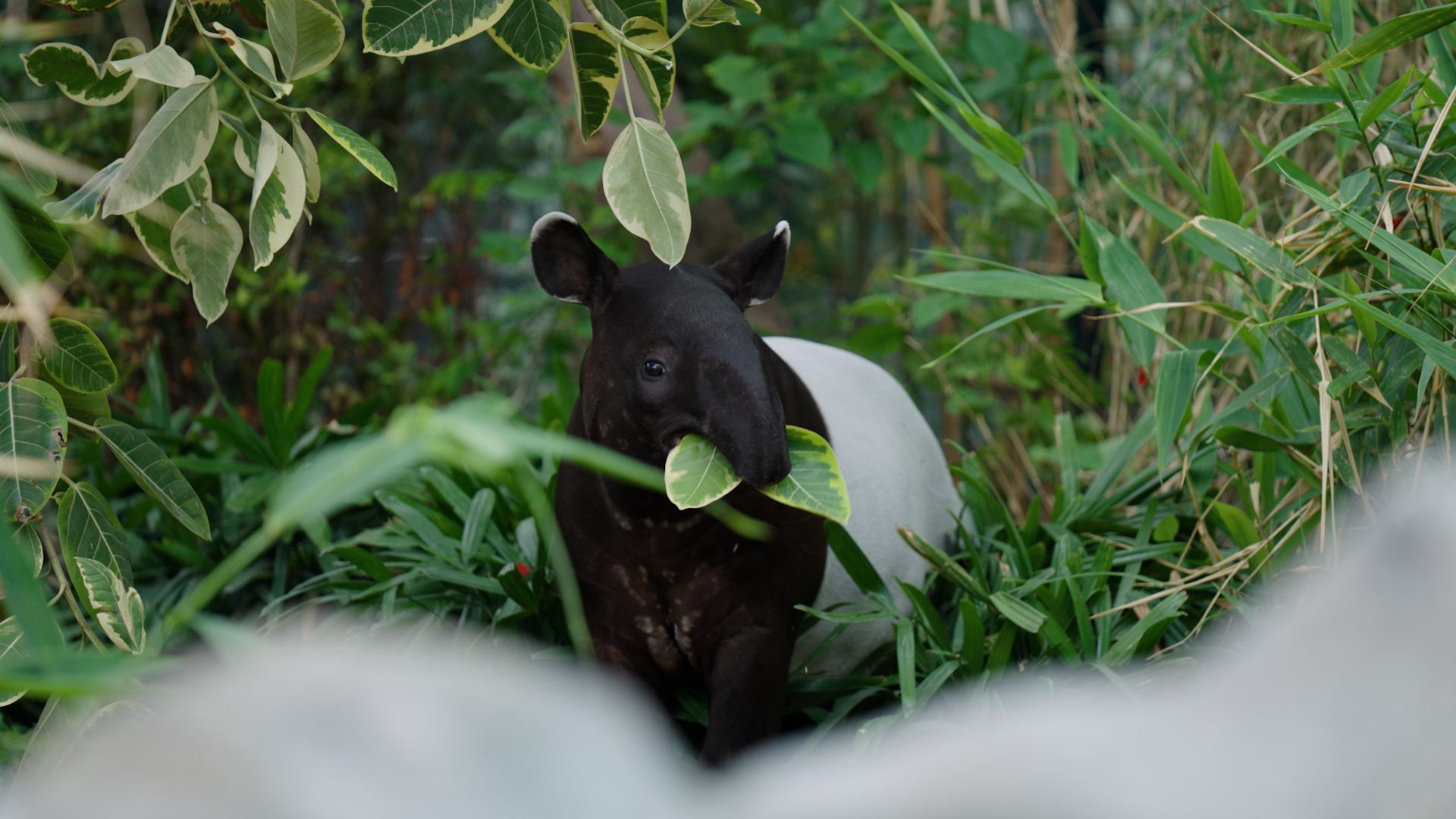 Advancing the Frontier of Rescue, Rehabilitation, and Conservation
