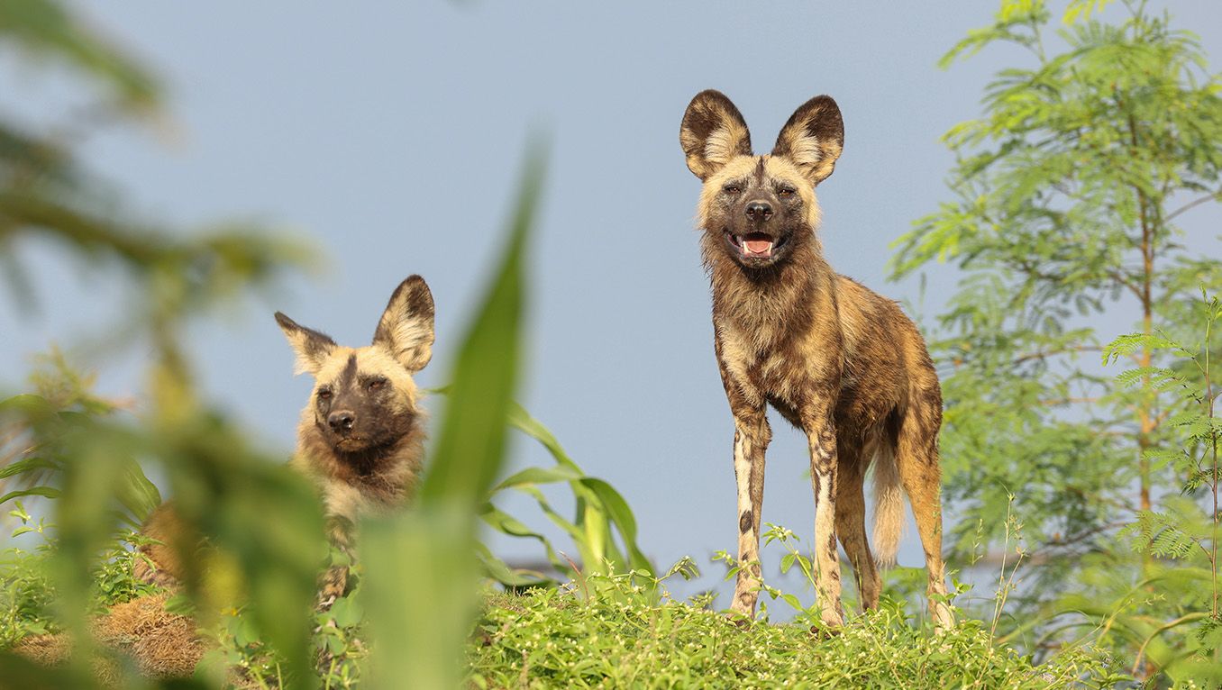 Pyometra in an African wild dog (Lycaon pictus)