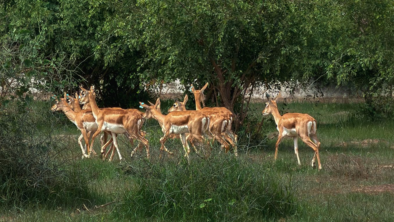20 blackbucks released into Banni Grasslands on India’s 80th Independence Day, marking a conservation milestone
