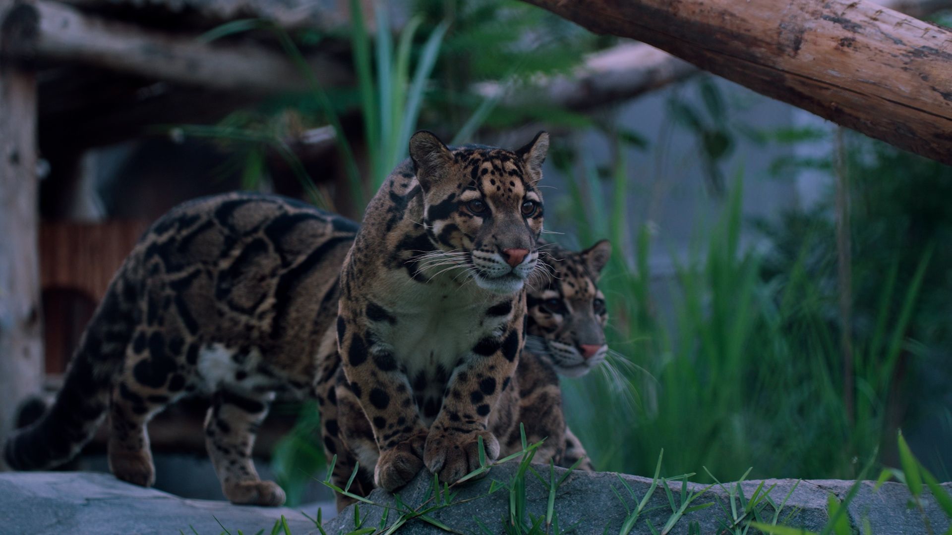 International Clouded Leopard Day