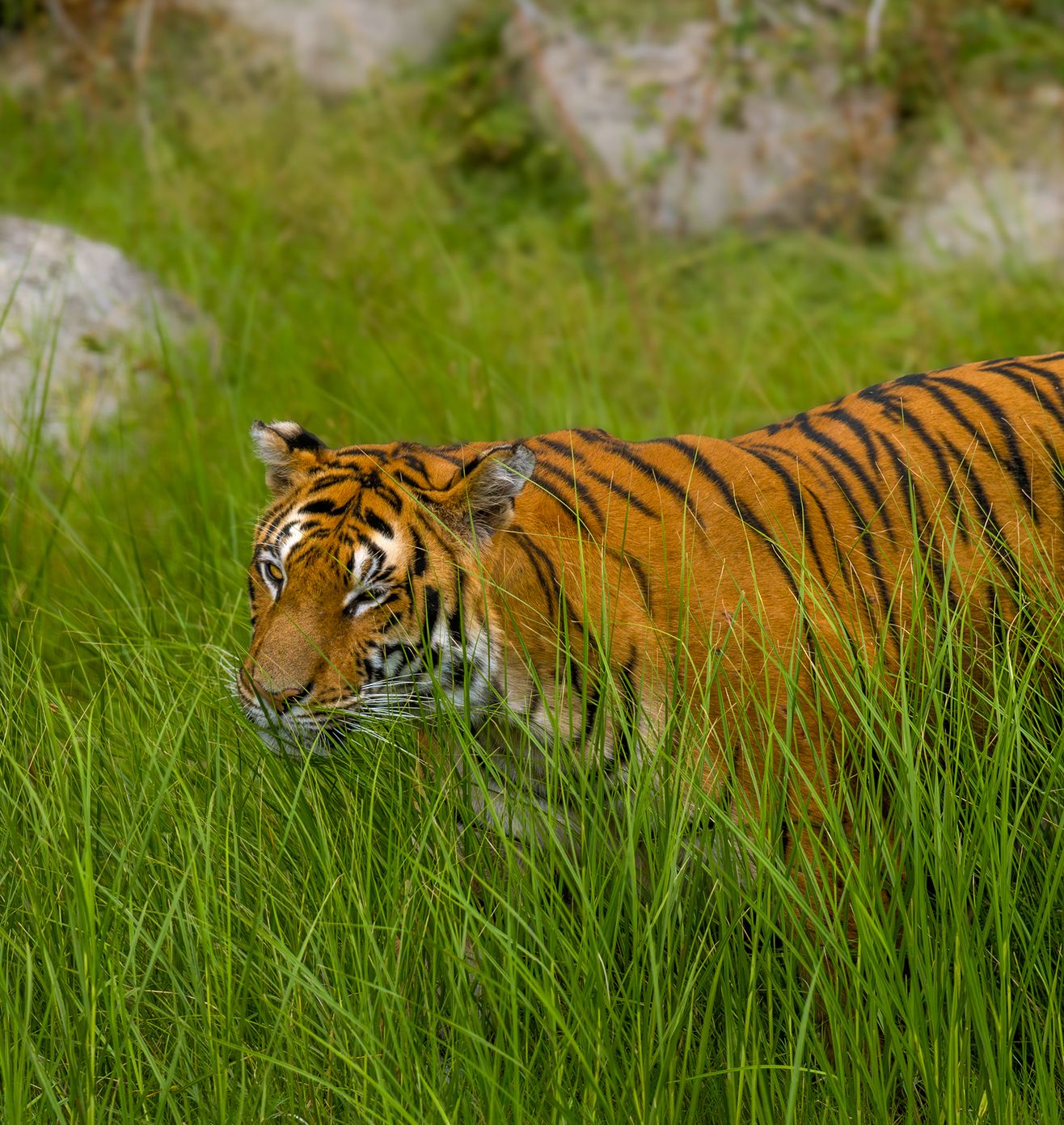 Conservation, Breeding & Rewilding - Core Initiative at Vantara