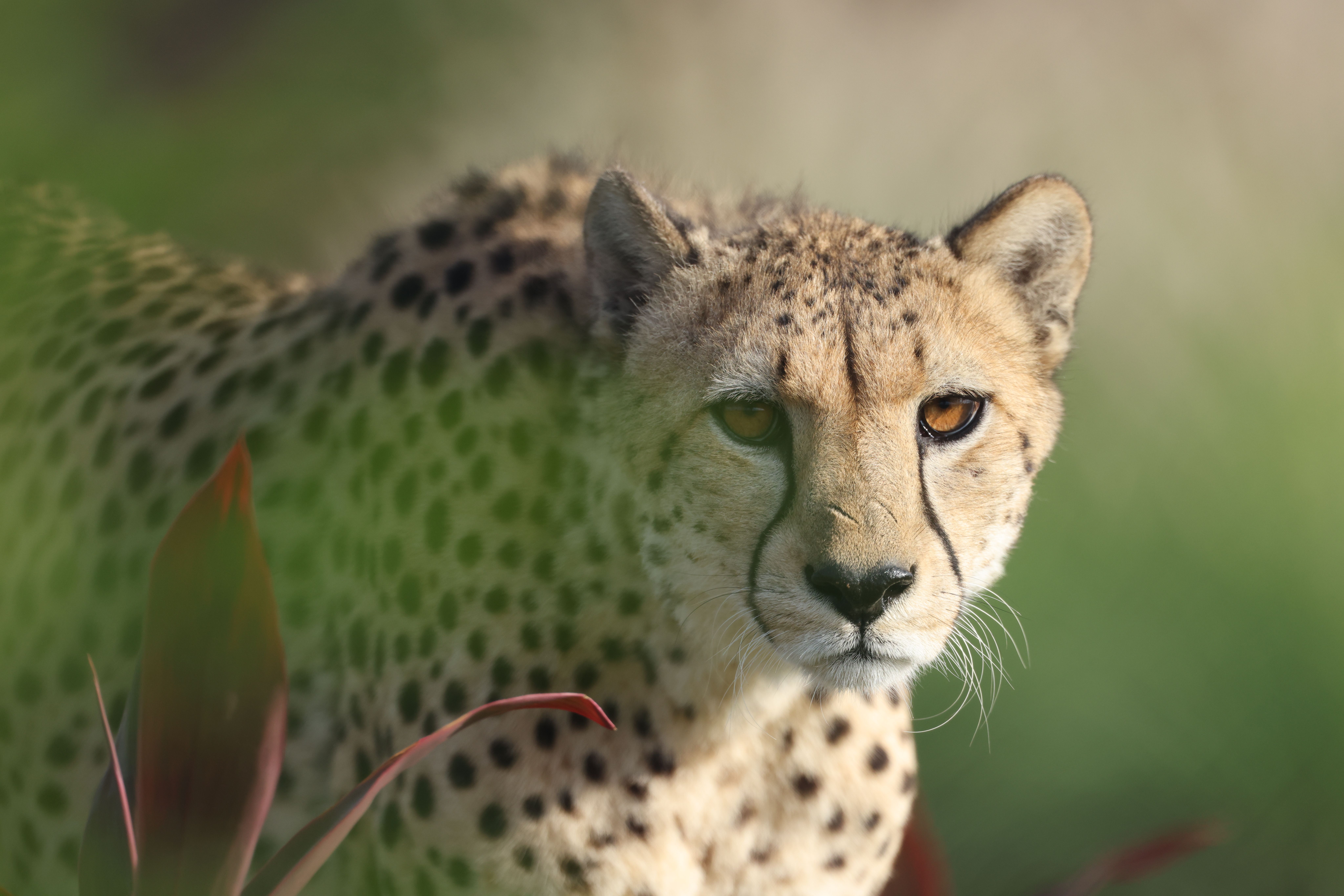 Cheetah landscape
