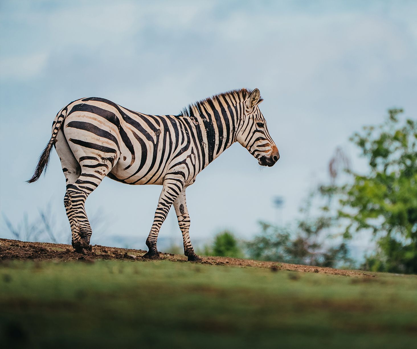 Zebra Landscape