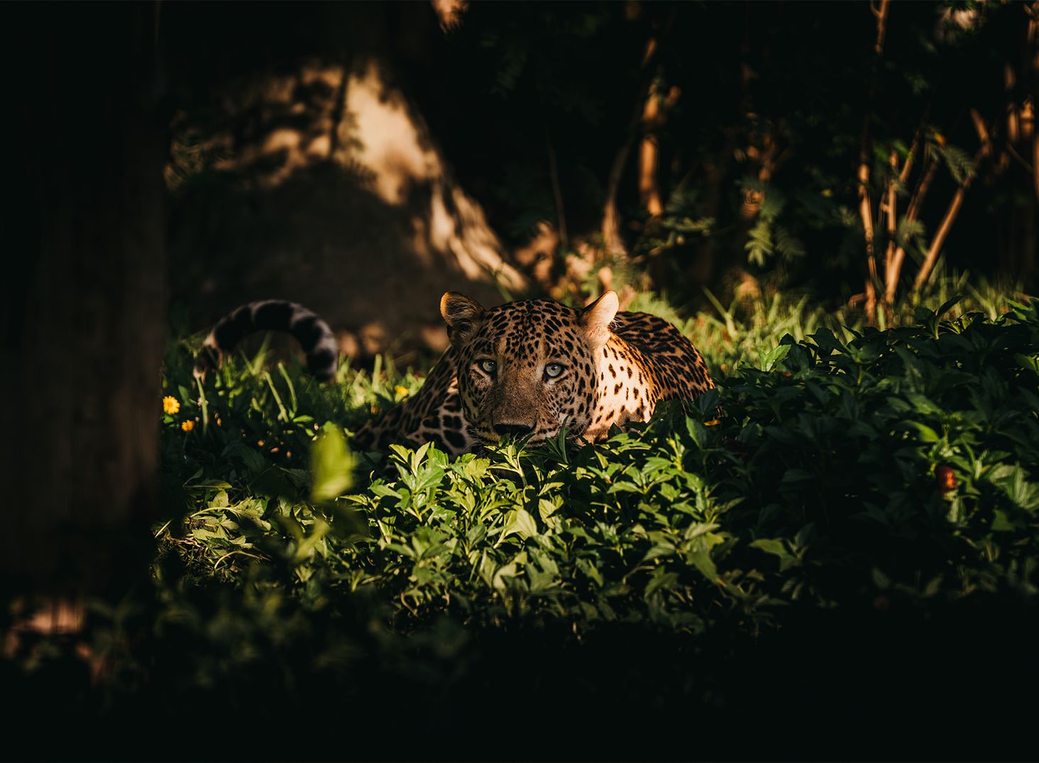 A Watchful Leopard