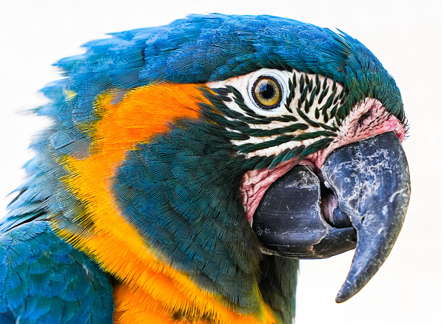 Close up of a Macaw