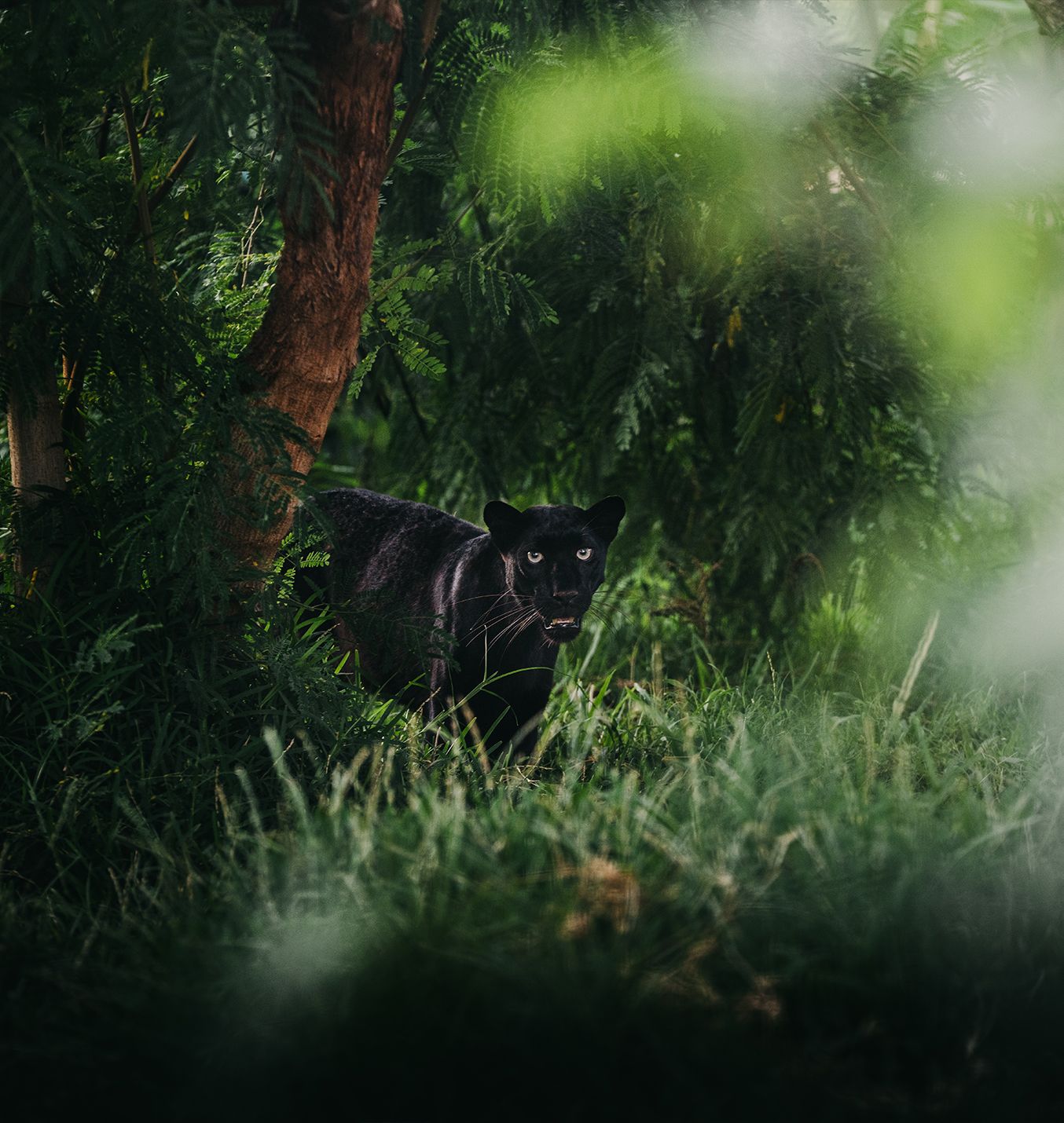 Black Panther in the Wild