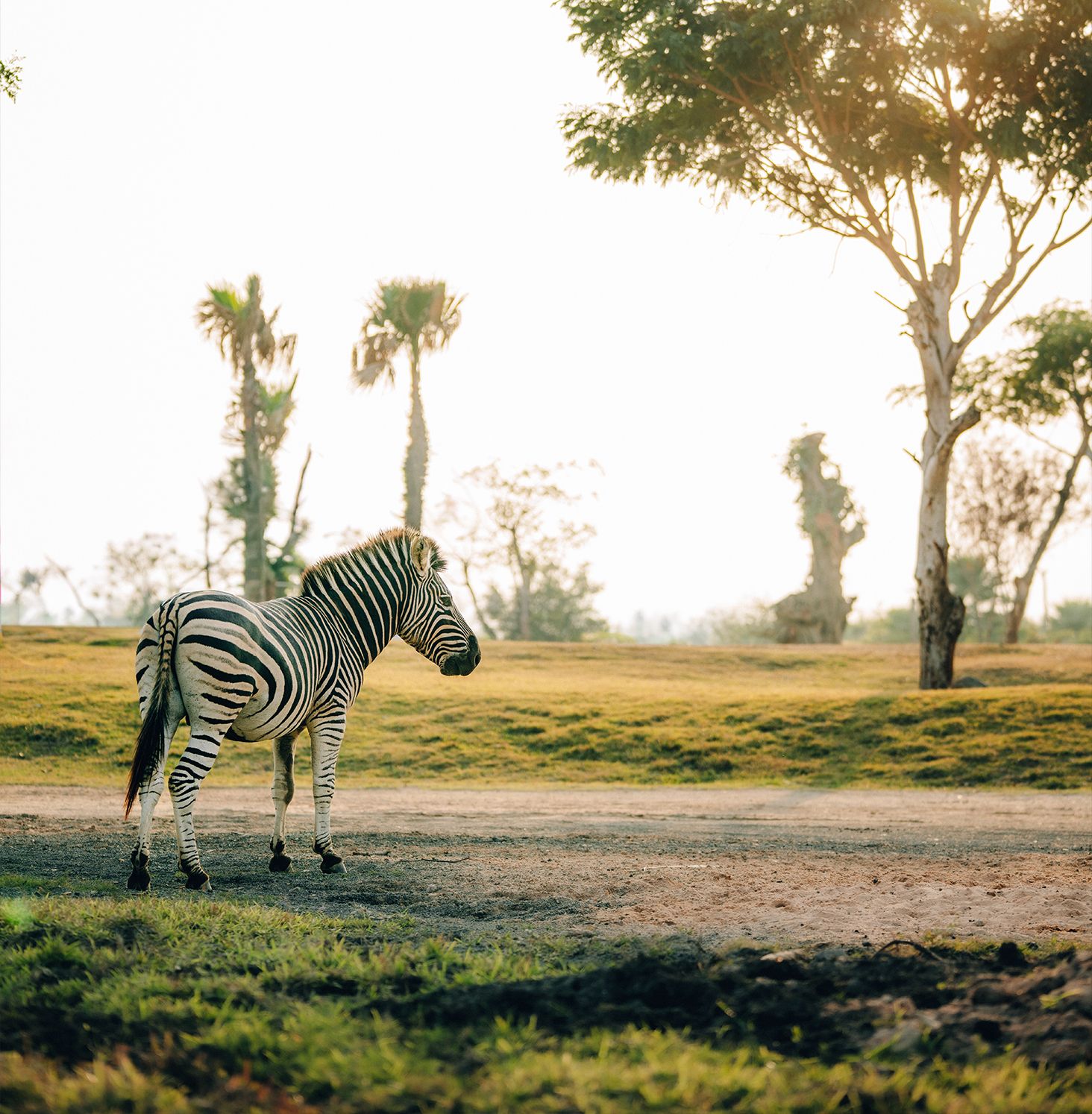 Zebra in the Wild