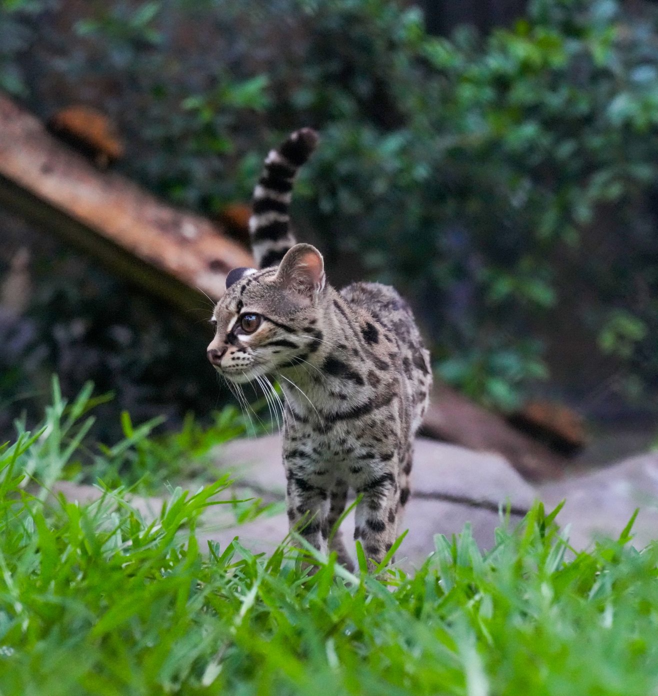 Conservation, Breeding & Rewilding - Core Initiative at Vantara
