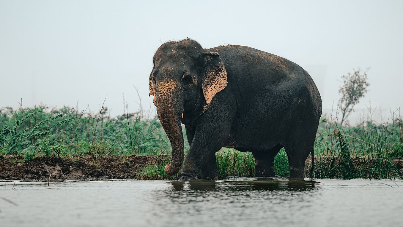 Vantara expands elephant welfare outreach across India and globally on World Elephant Day