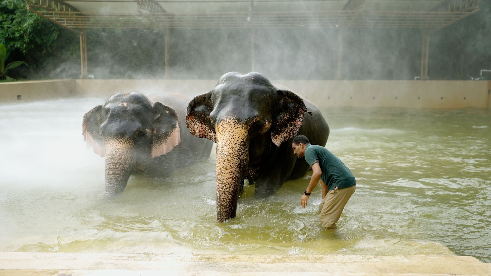 Those who Serve Elephants Perform an act of Great Virtue.