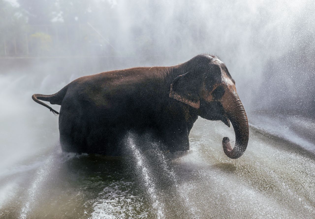Elephant getting a jacuzzi bath.
