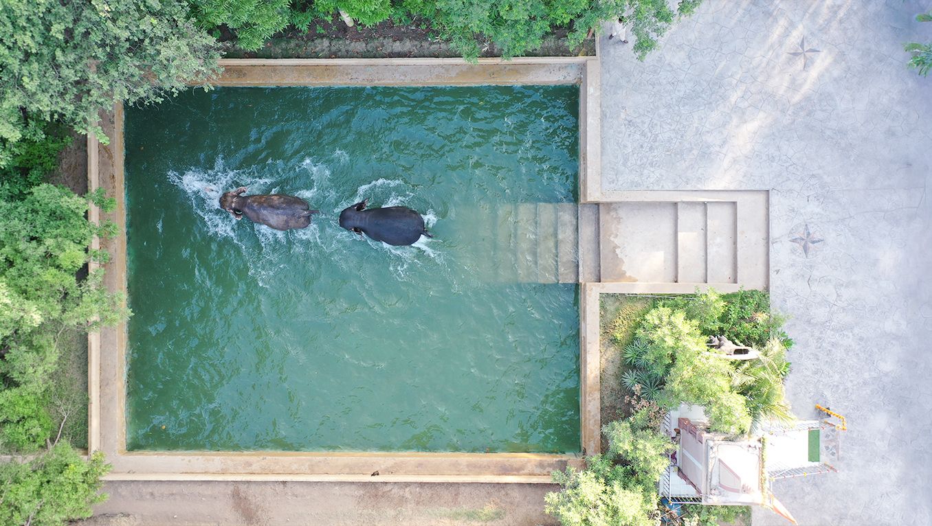 Ensuring the Well-Being of Elephants at Vantara’s Radhe Krishna Temple Elephant Welfare Trust