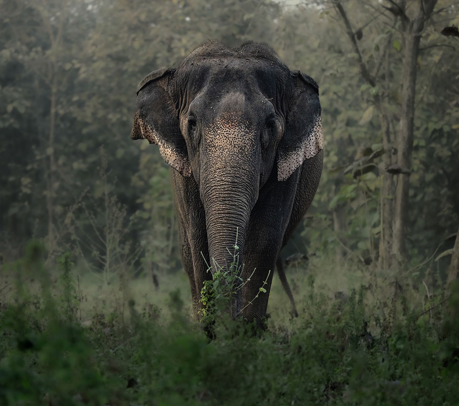 Rescue of Gauri The Elephant - Journey of Growth