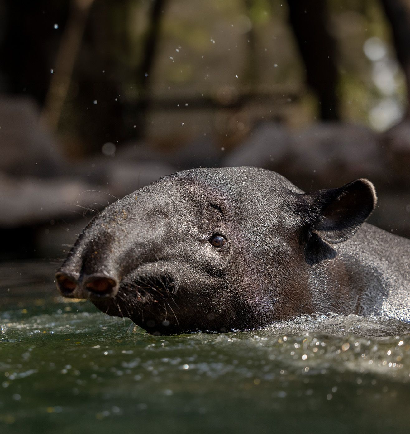 Holistic Animal Welfare