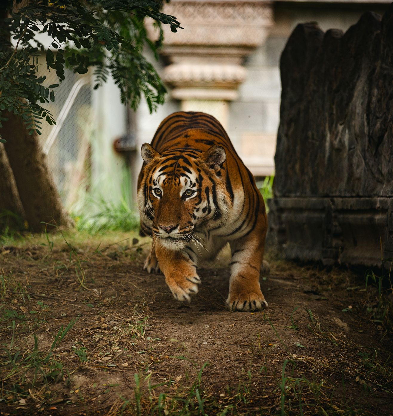 Holistic Animal Welfare