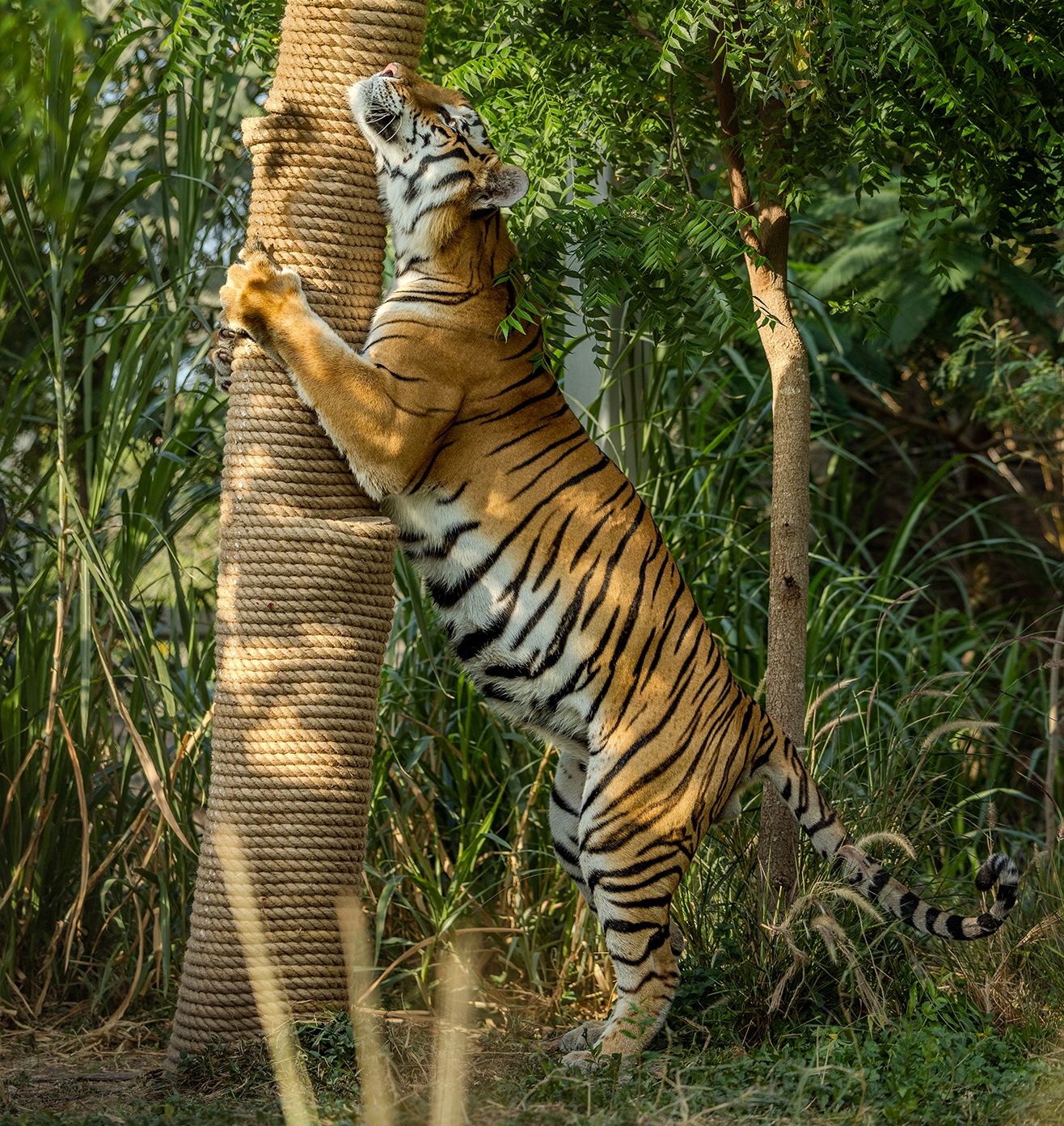 Holistic Animal Welfare
