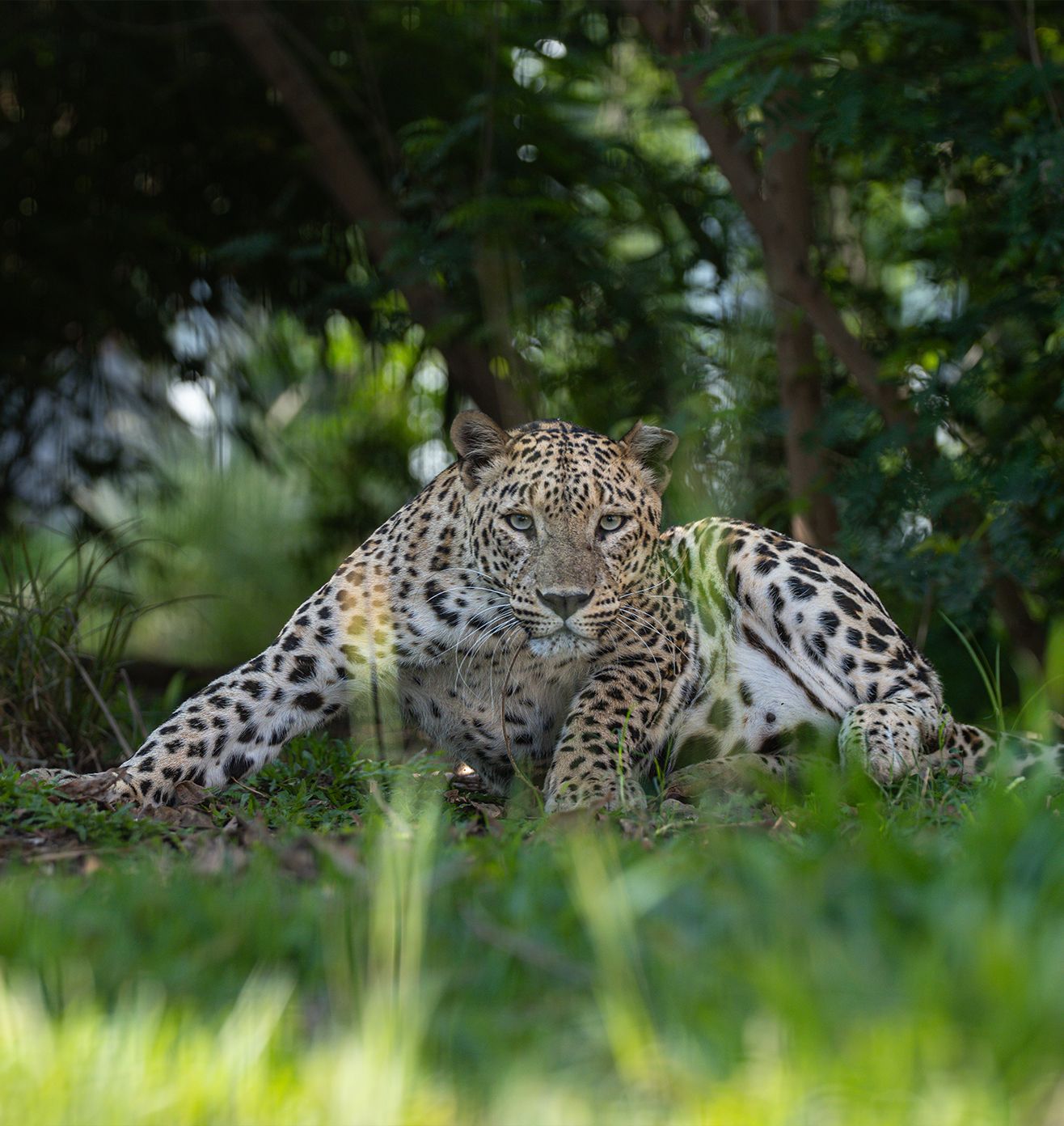 Holistic Animal Welfare
