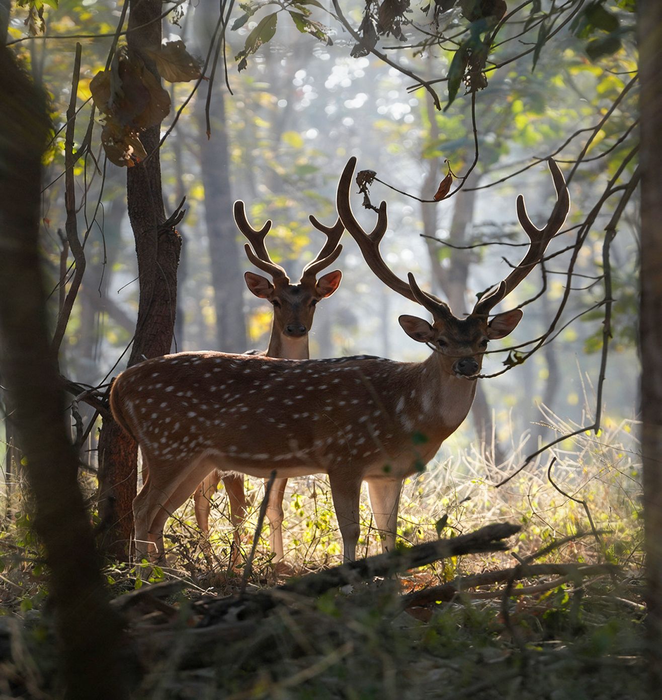 Holistic Animal Welfare
