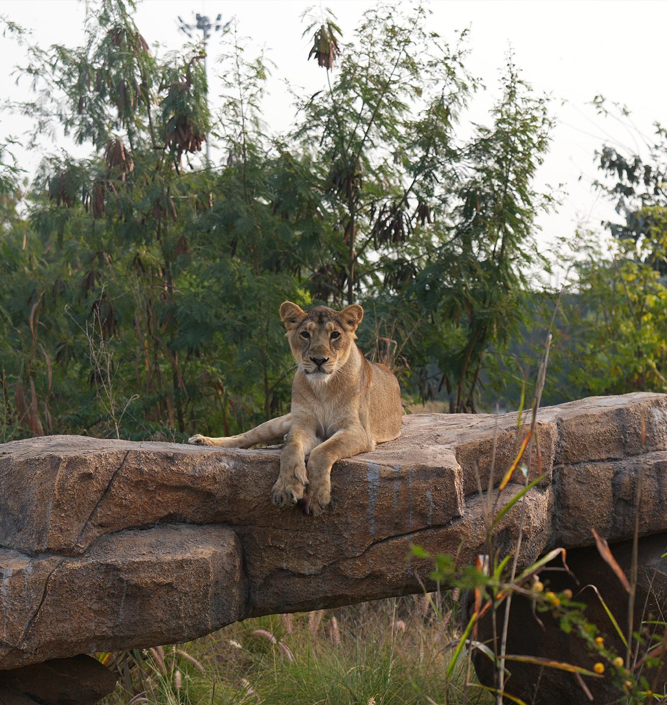 Holistic Animal Welfare