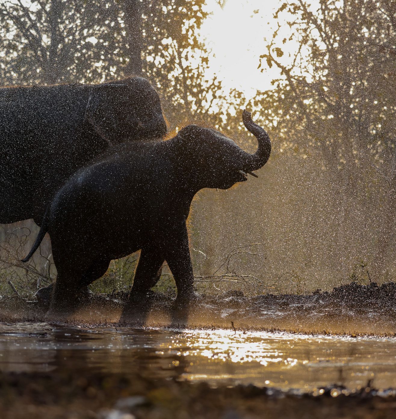 Elephants Bathing Time
