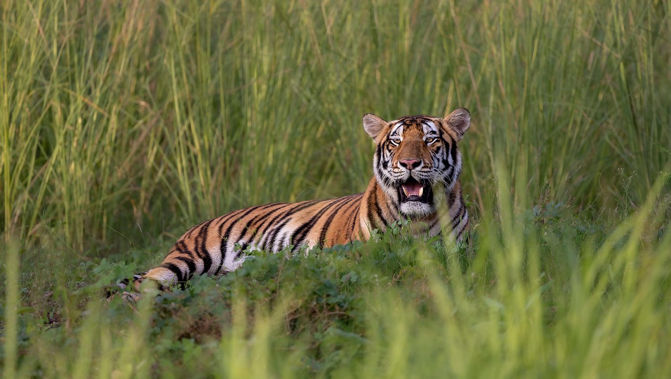 Physiological Baseline of Conscious Tigers: Renal, Electrolyte and Cardiorenal Biomarkers in Panthera tigris