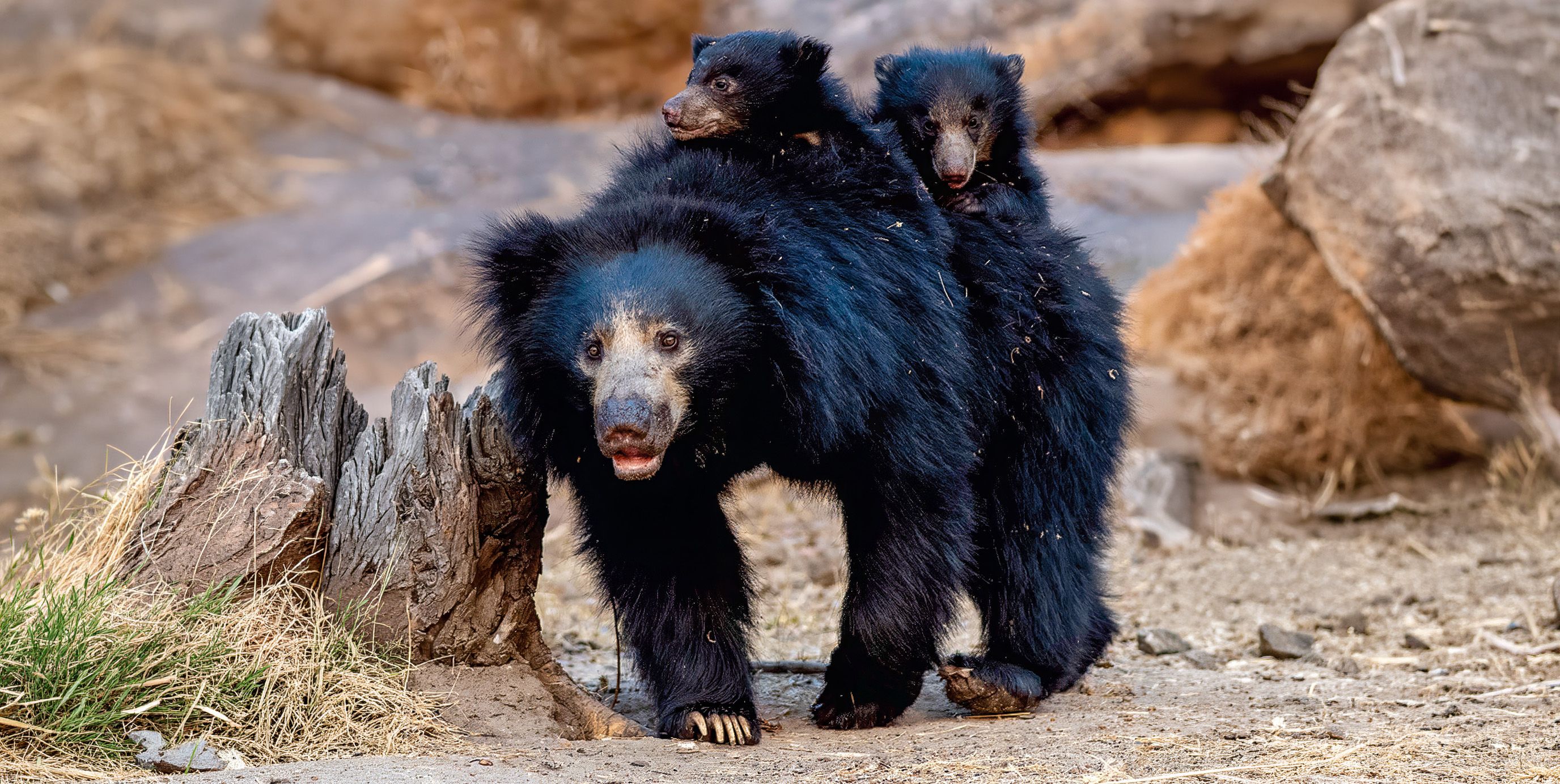 Bear with Cubs