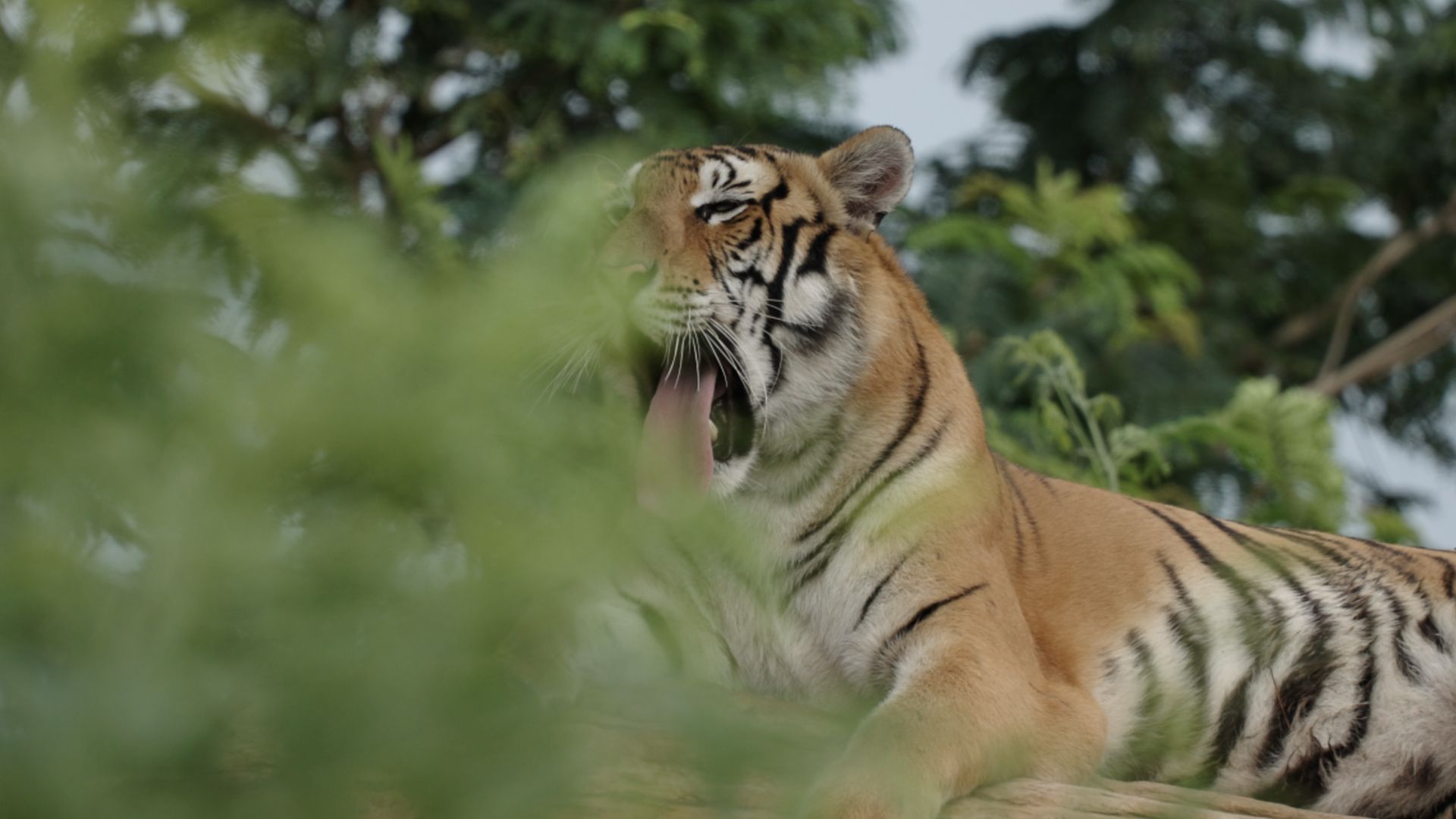 International Tiger Day - 29-Jul-2026
