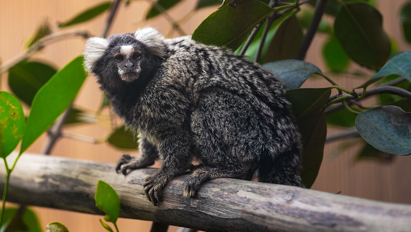 Clinical Management and Outcomes of Cesarean Section in Three Black-Tufted Marmosets