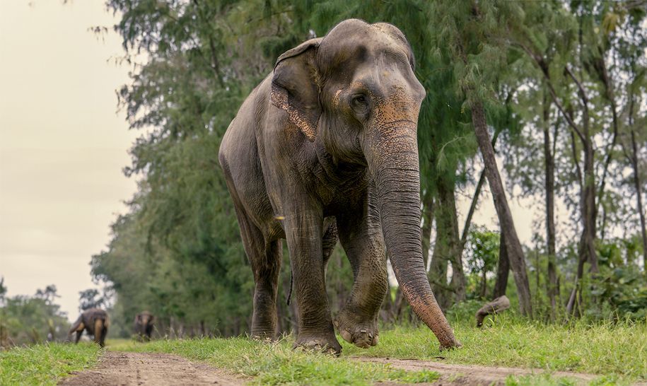 Official Statement from Vantara On the Care and Future of Madhuri