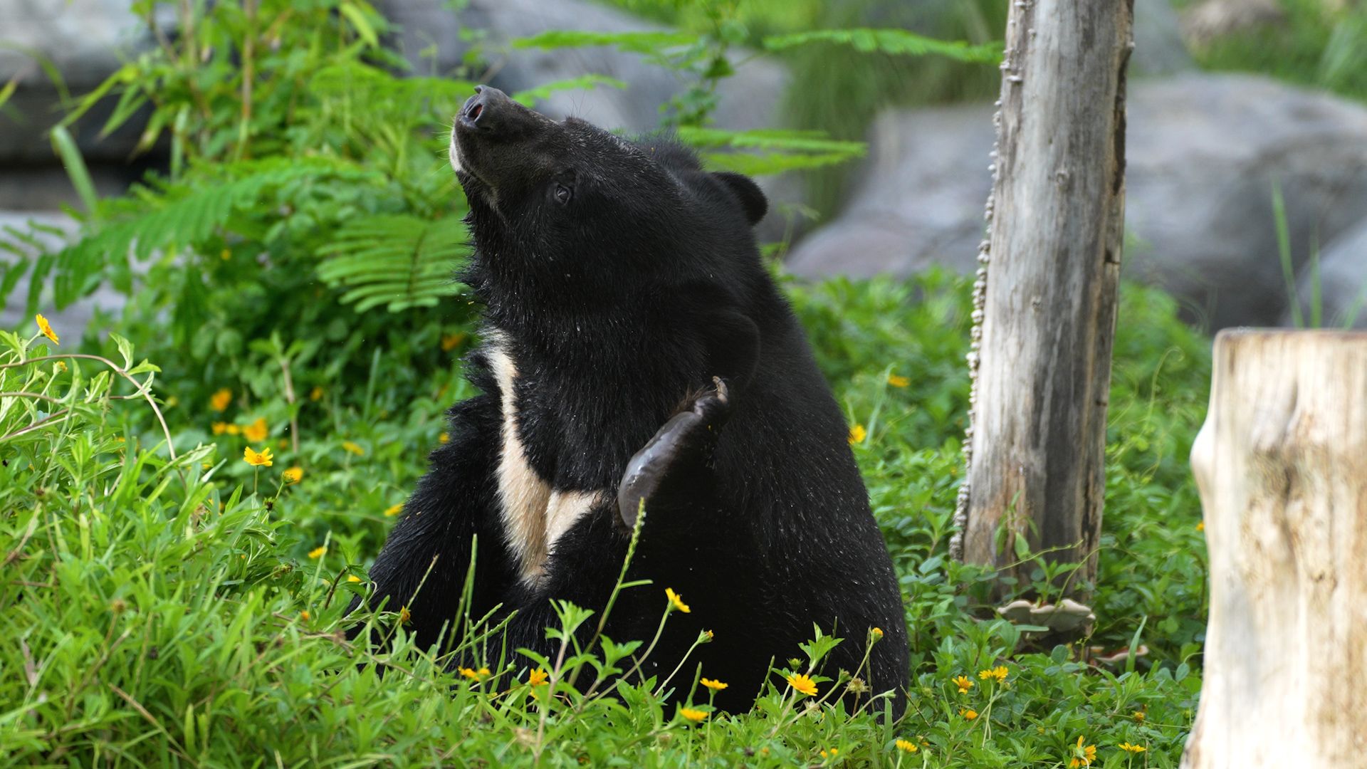 Moon Bear Day 2026