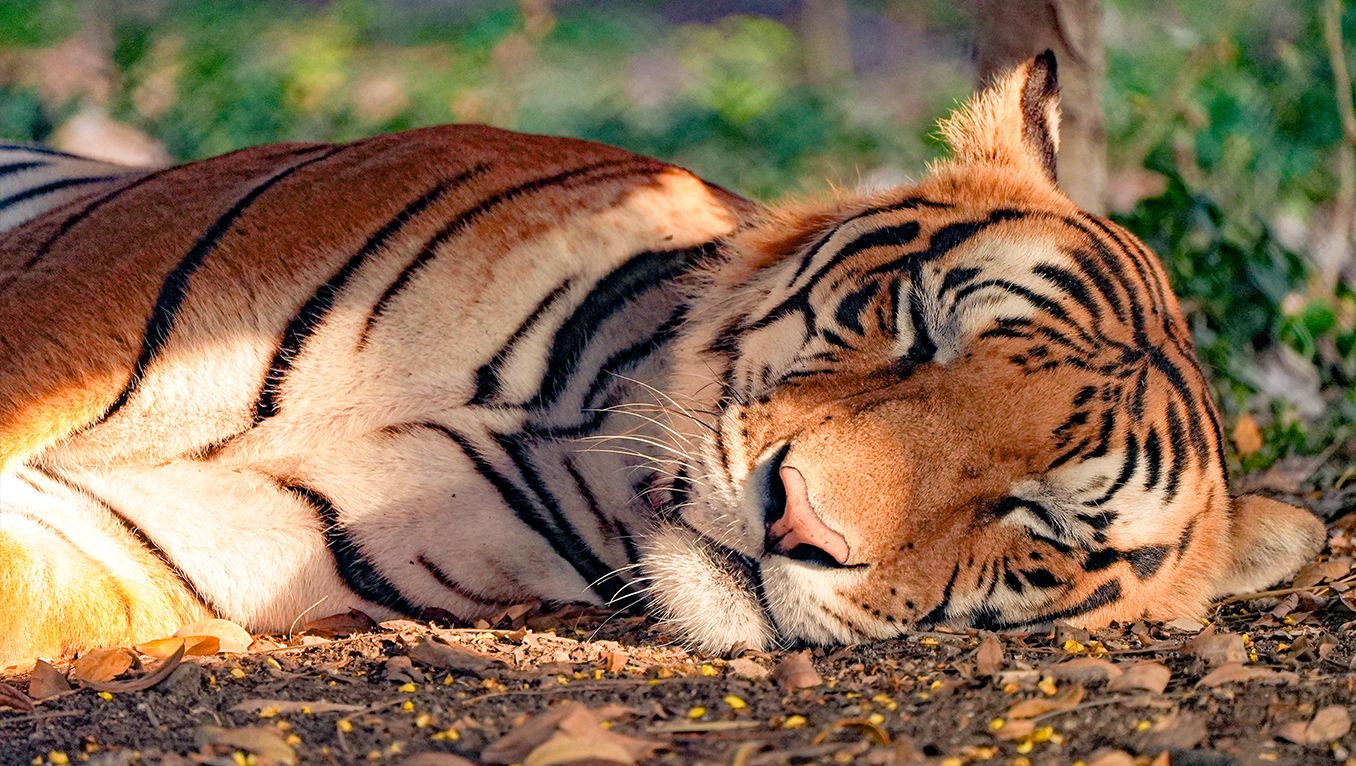 Development of a composite index framework for comprehensive assessment of chemical immobilization performance in tigers (Panthera tigris)