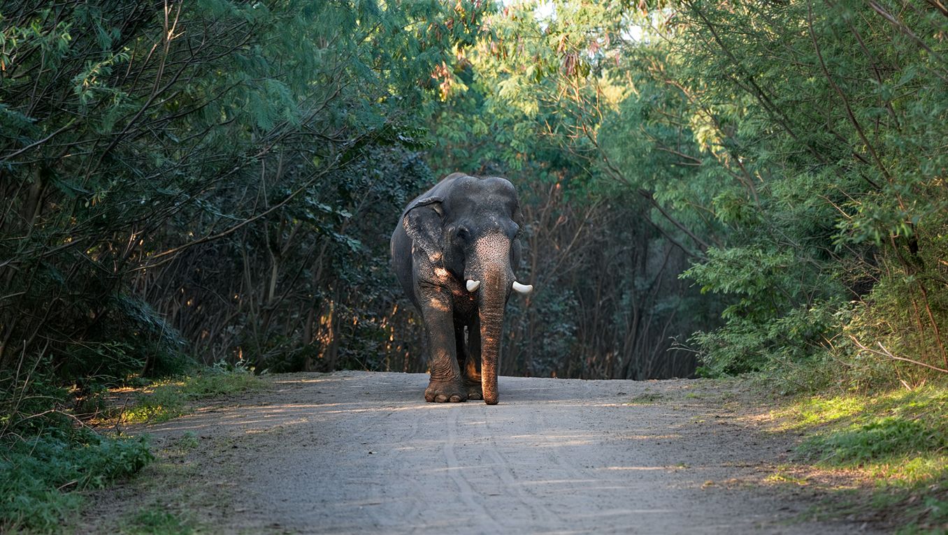 Supernumerary Tusks in African Savanna Elephants (Loxodonta africana): A Case Series and Consideration of Developmental Mechanisms