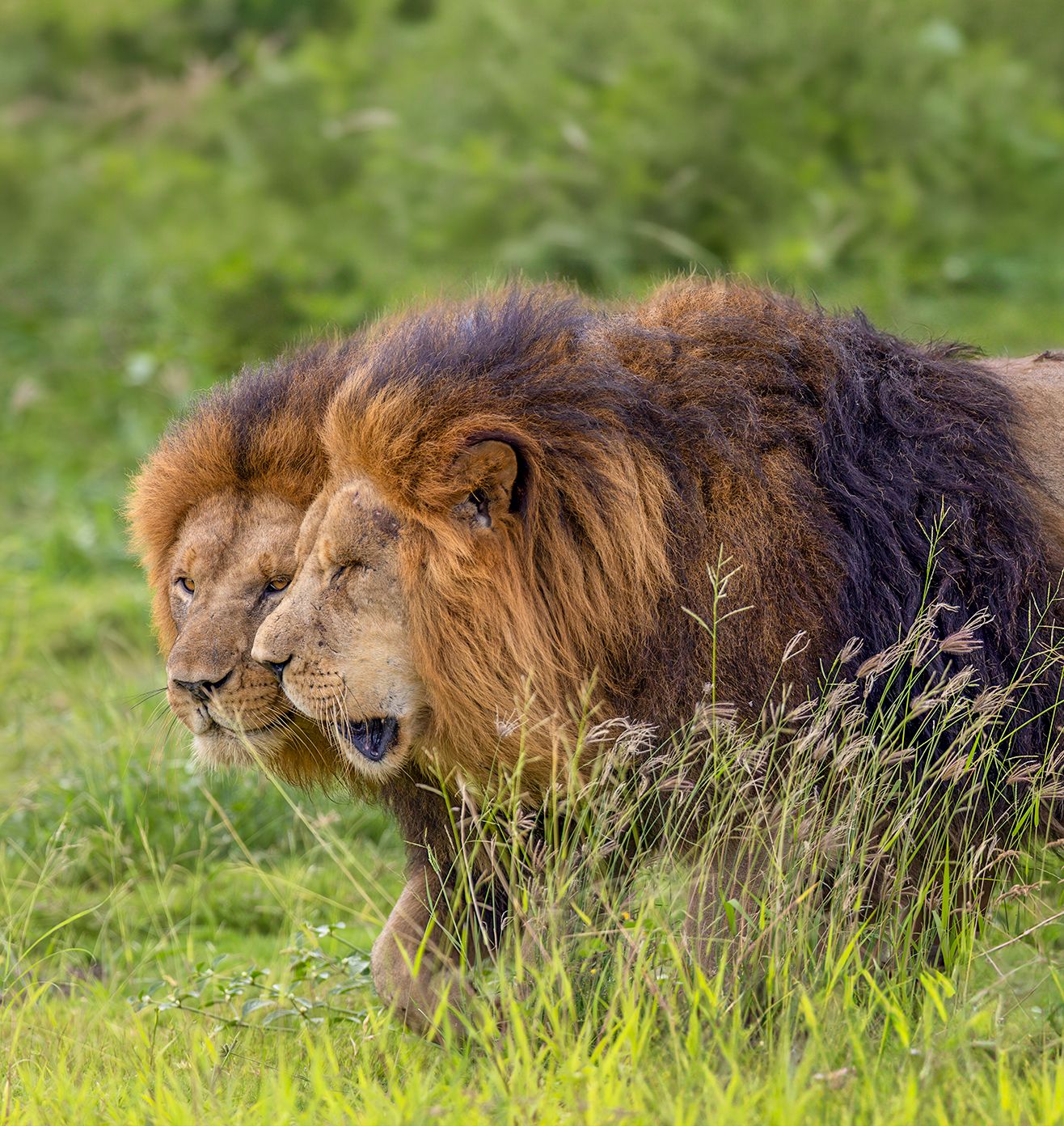 Rehabilitation & Support - Core Initiative at Vantara