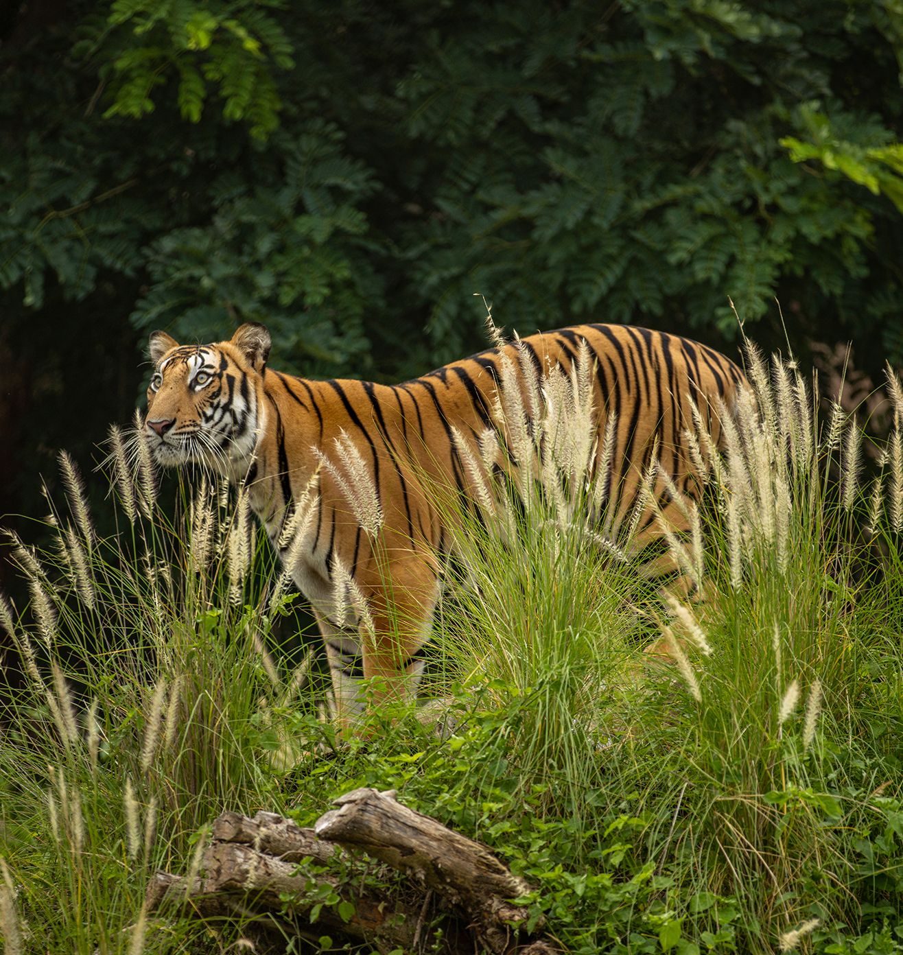 Rehabilitation & Support - Core Initiative at Vantara