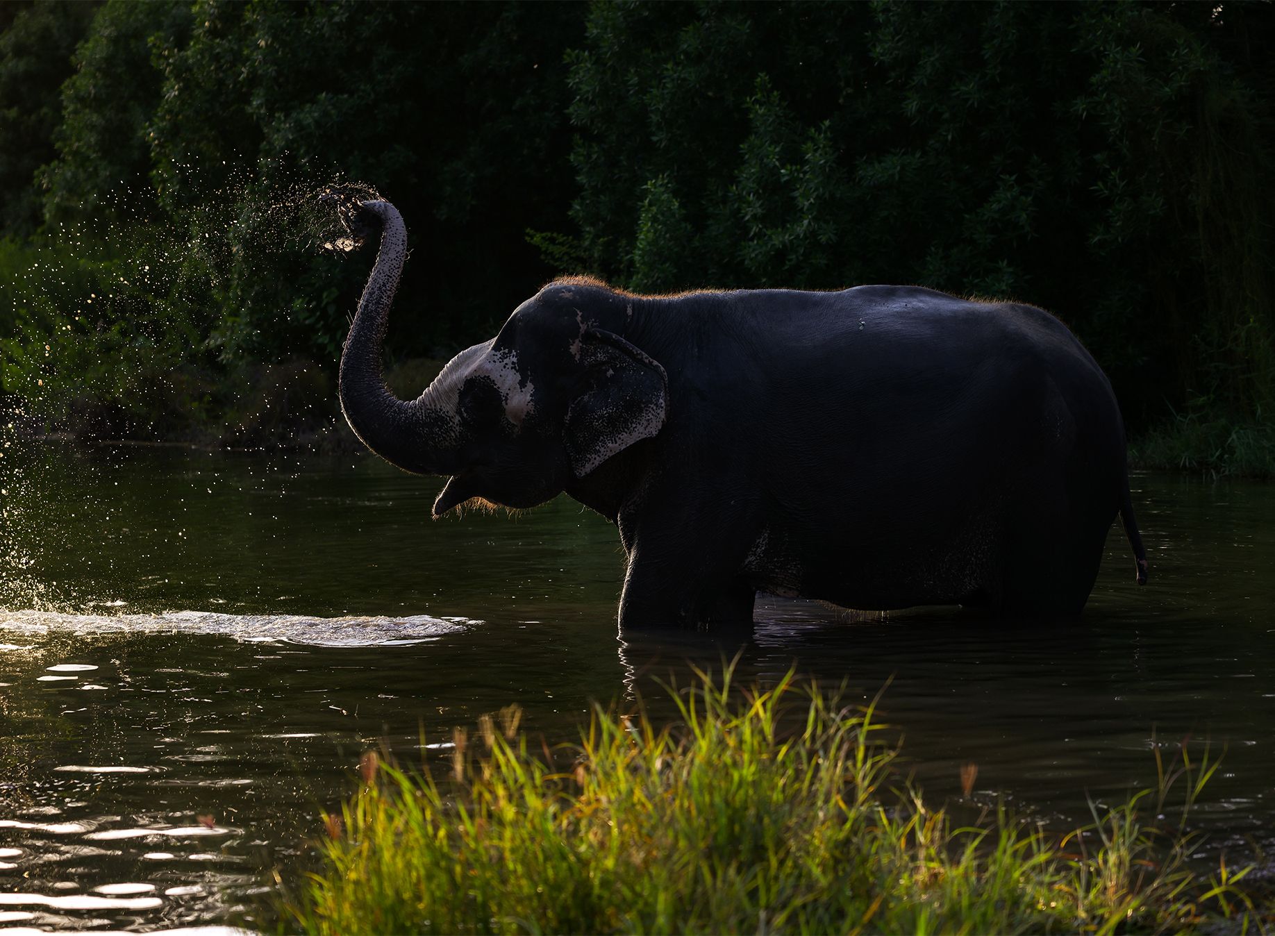 Elephants Playing With Sand