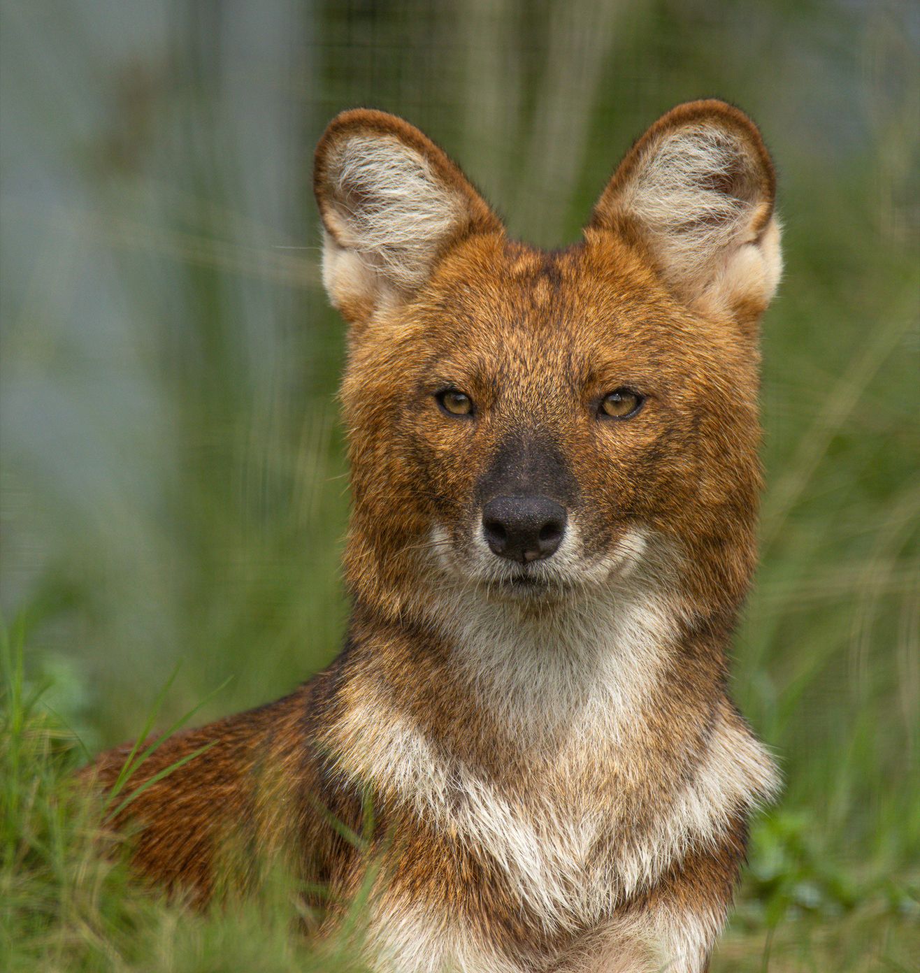 Core Initiative - Rescue and Recovery