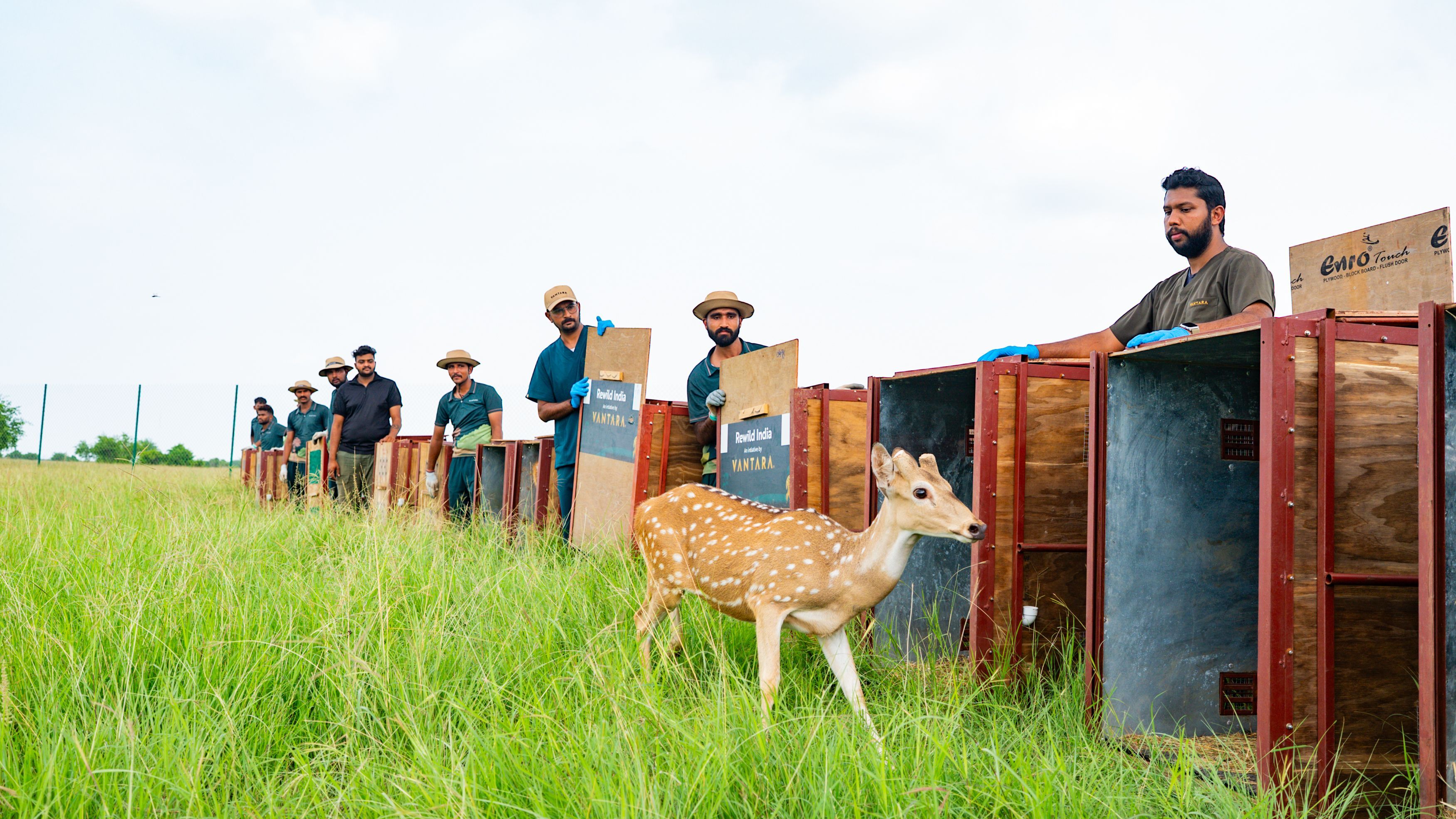 Rewilding Spotted Deer