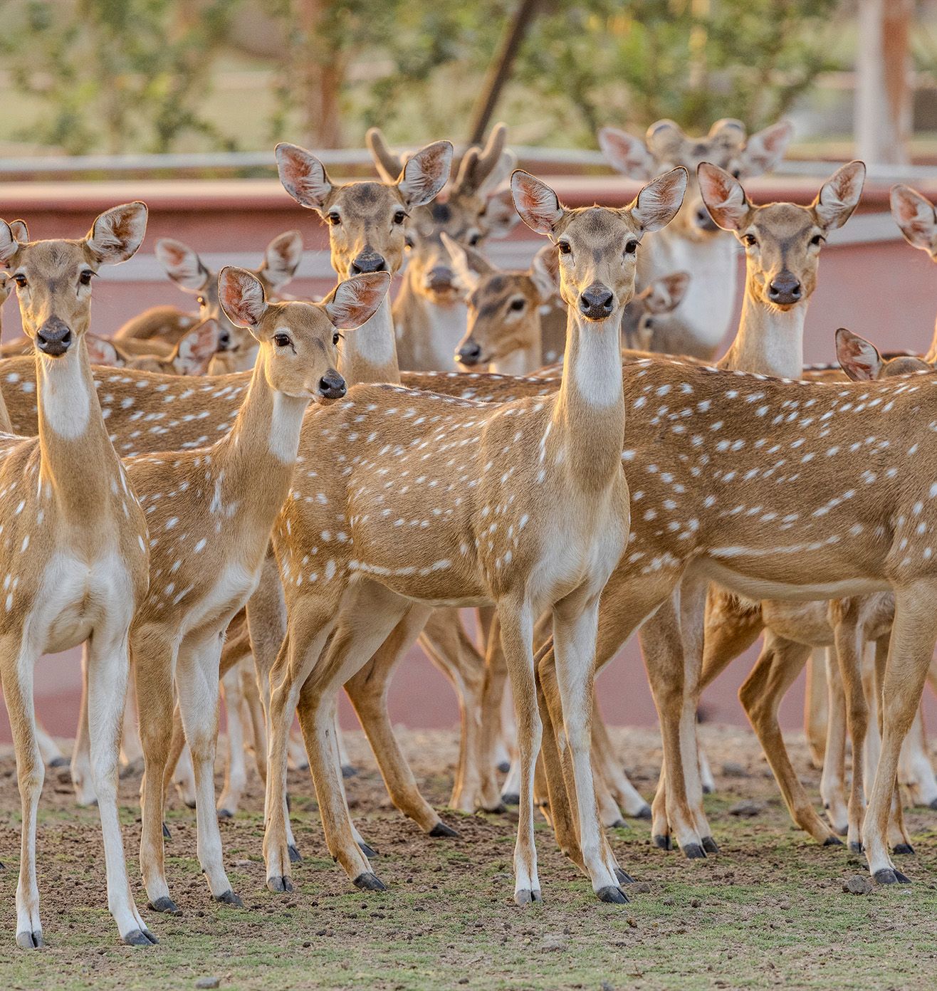 Sustaining Wildlife Future