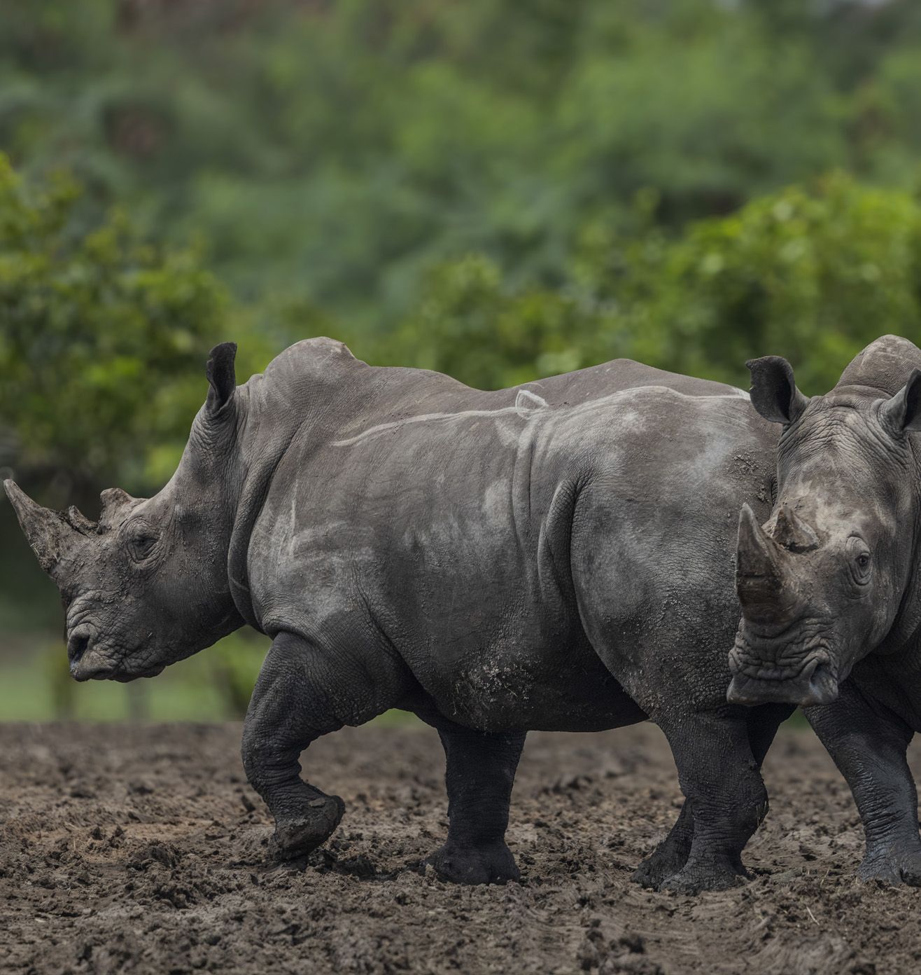 Sustaining Wildlife Future