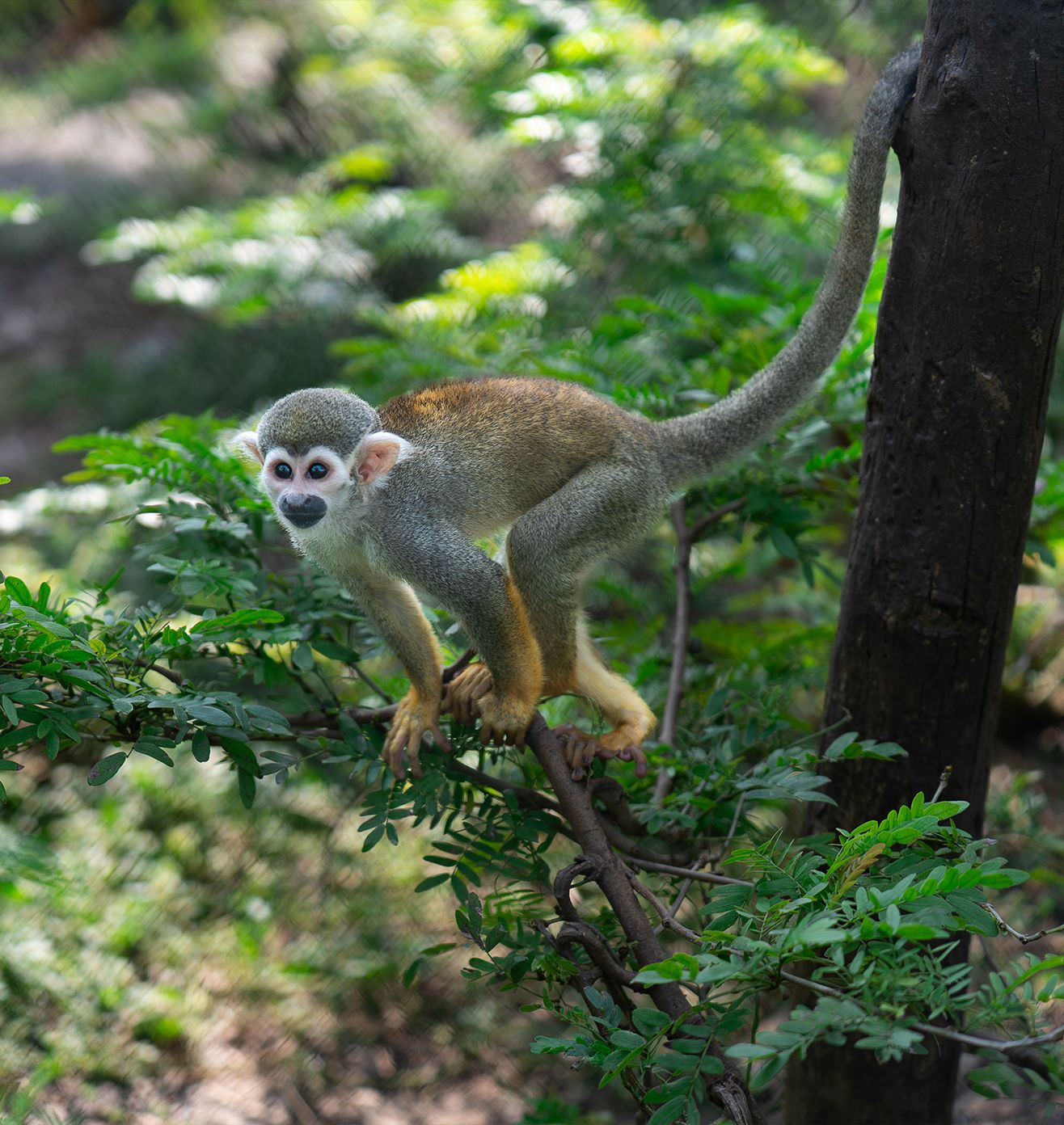 Sustaining Wildlife