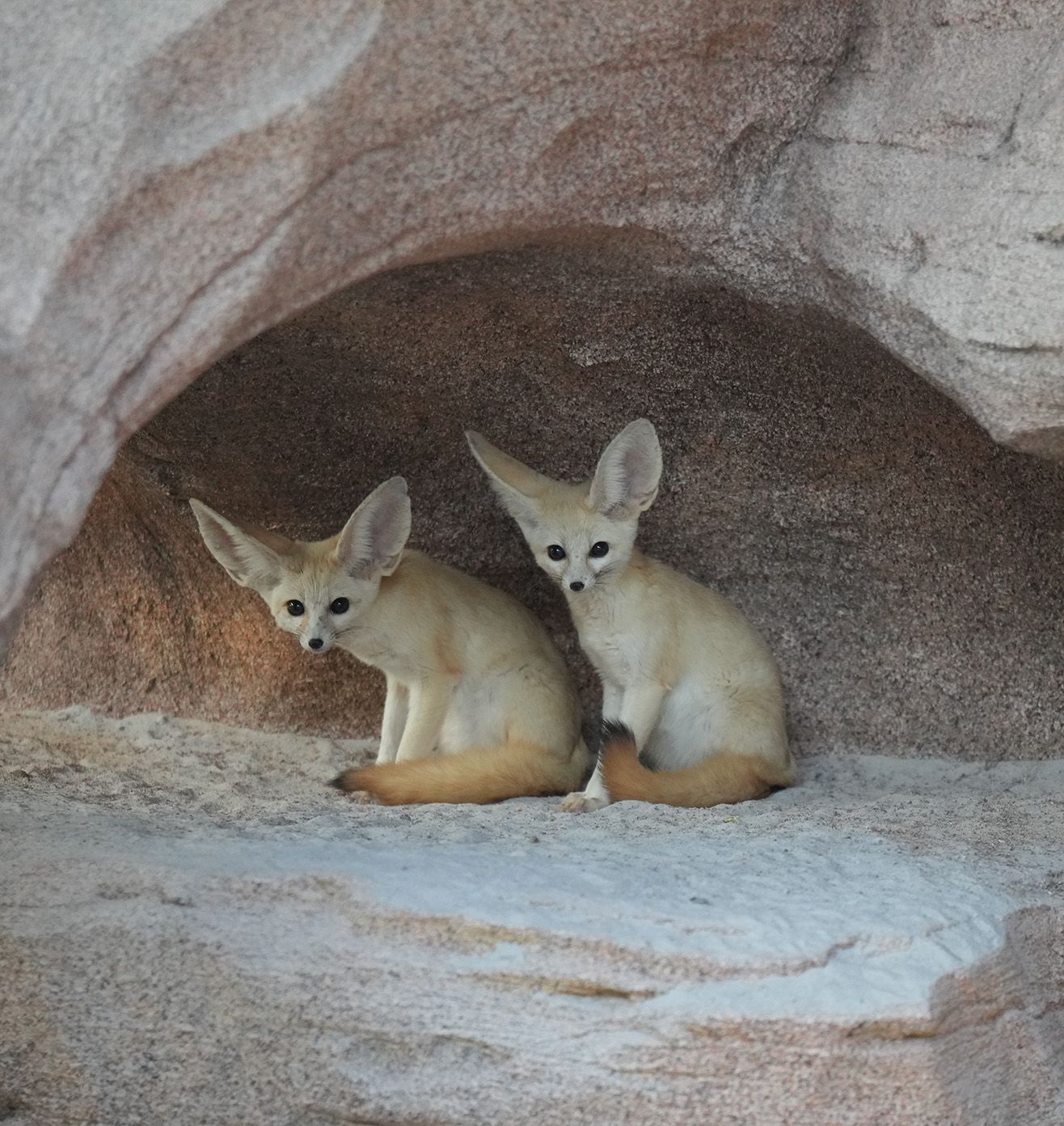 Sustaining Wildlife Future