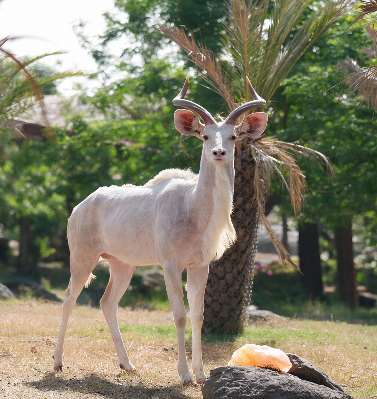 Sustaining Wildlife Future