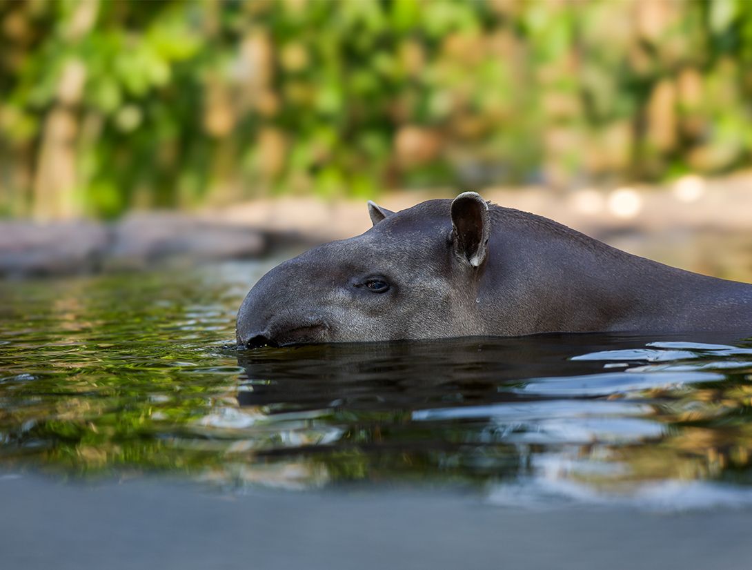 Rosie Tapir - Tales of Rescue