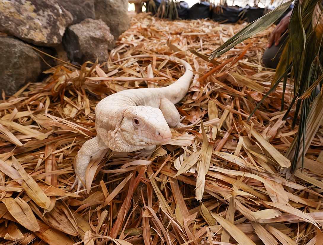 Tegu - Tales of Rescue